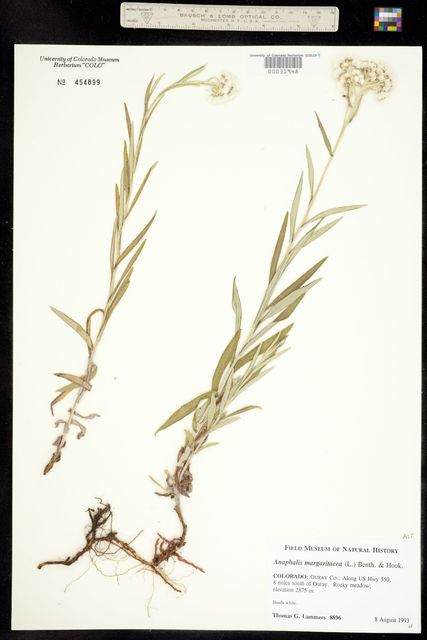 Anaphalis margaritacea image