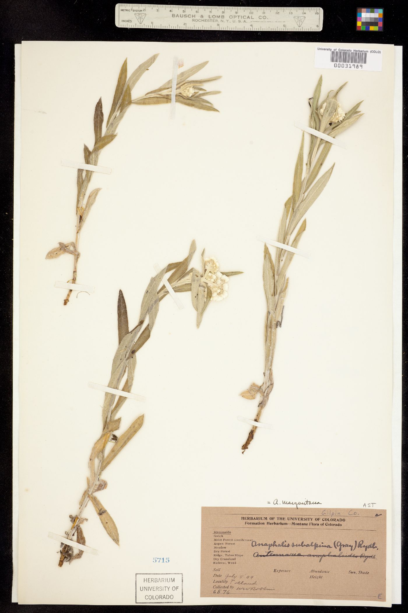 Anaphalis margaritacea image