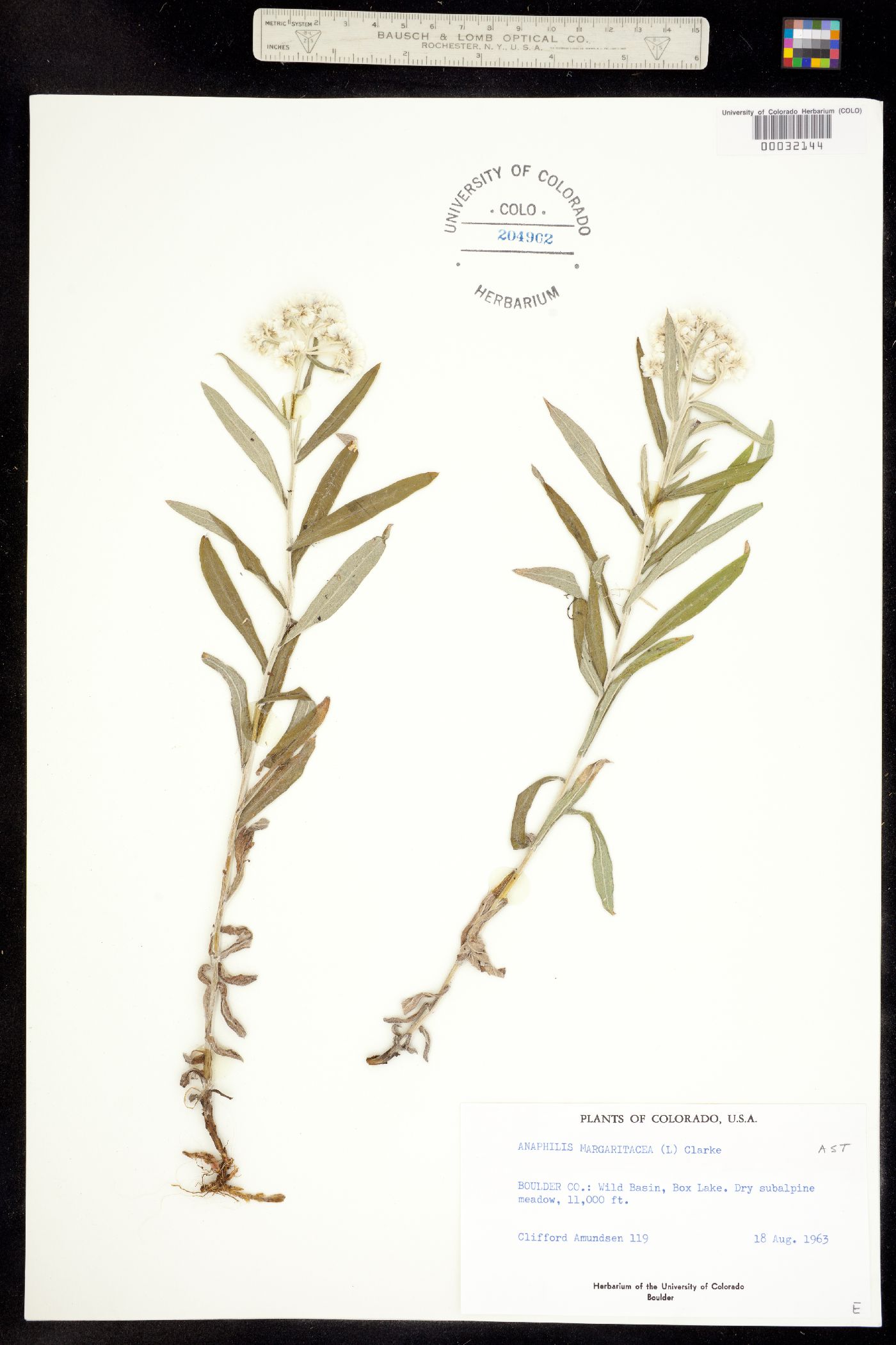 Anaphalis margaritacea image