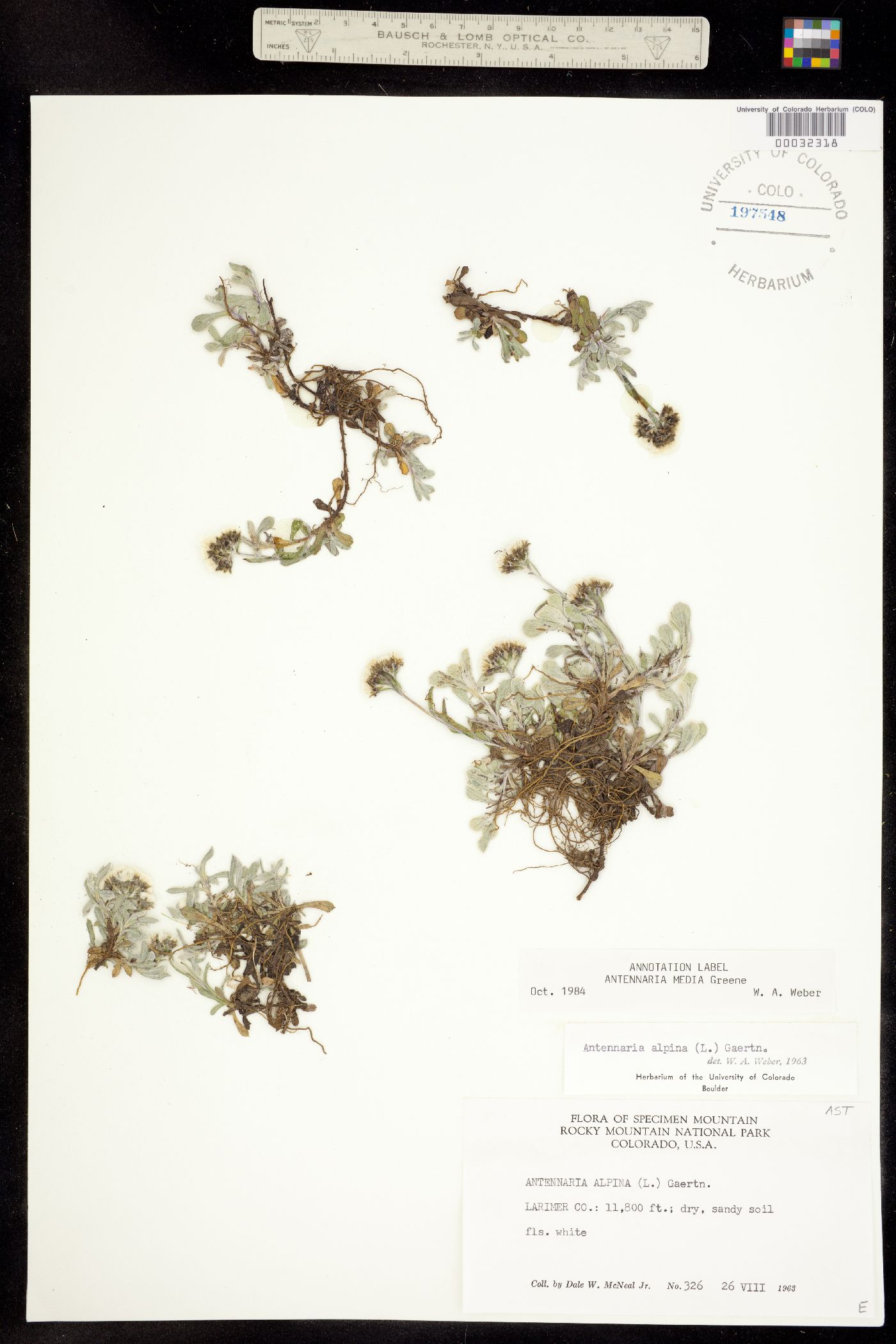 Antennaria media image