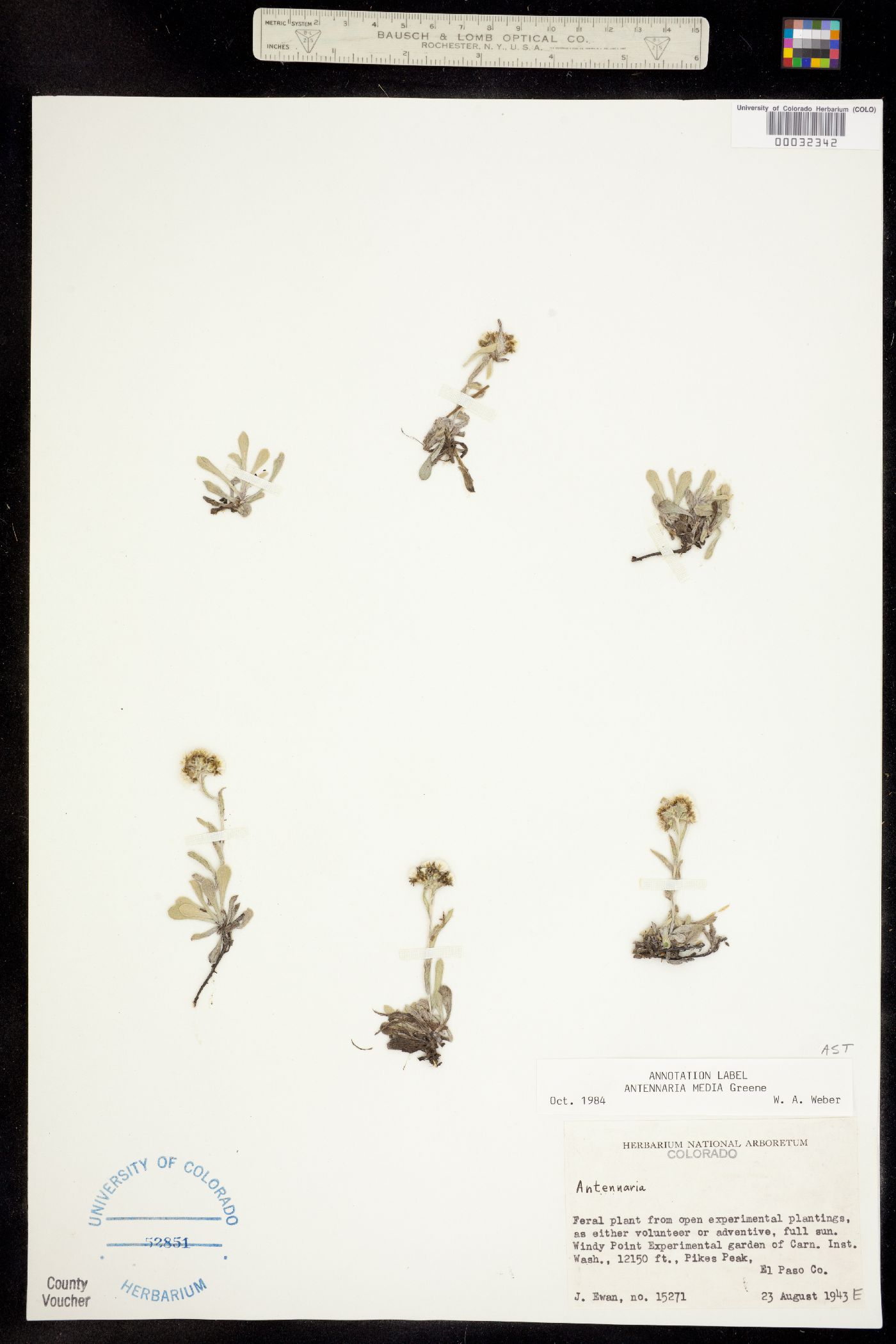 Antennaria media image