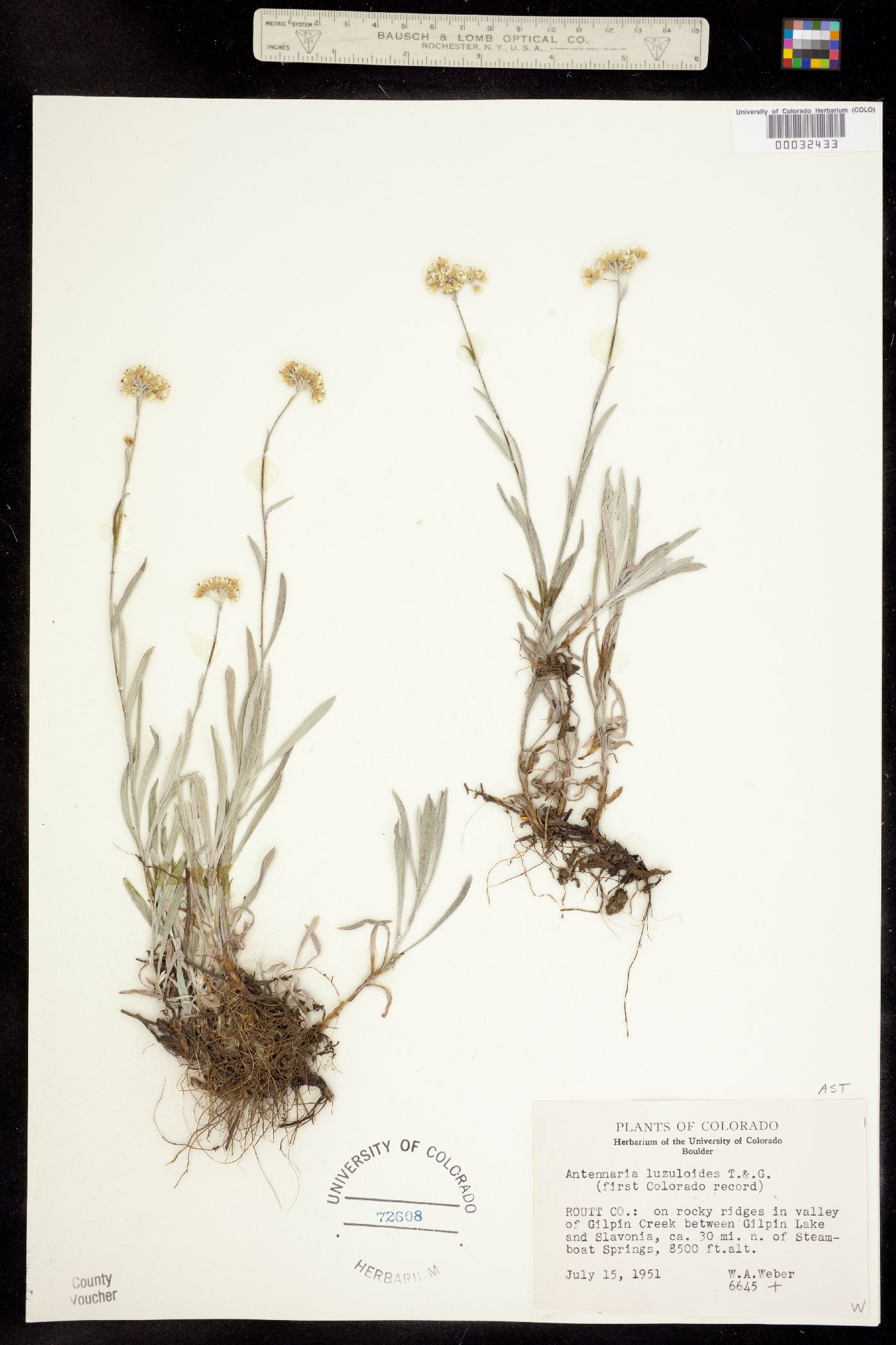 Antennaria luzuloides image