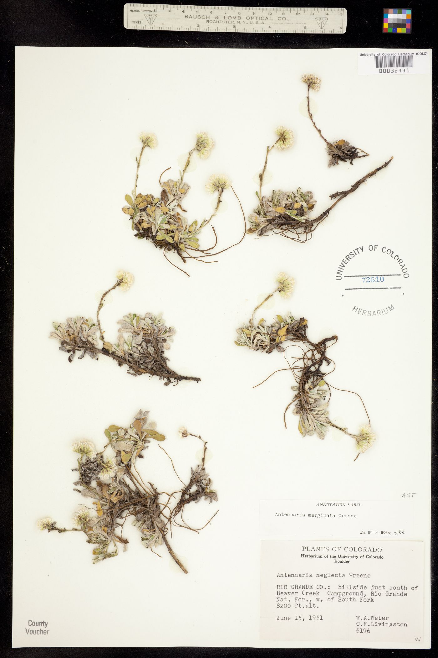Antennaria marginata image