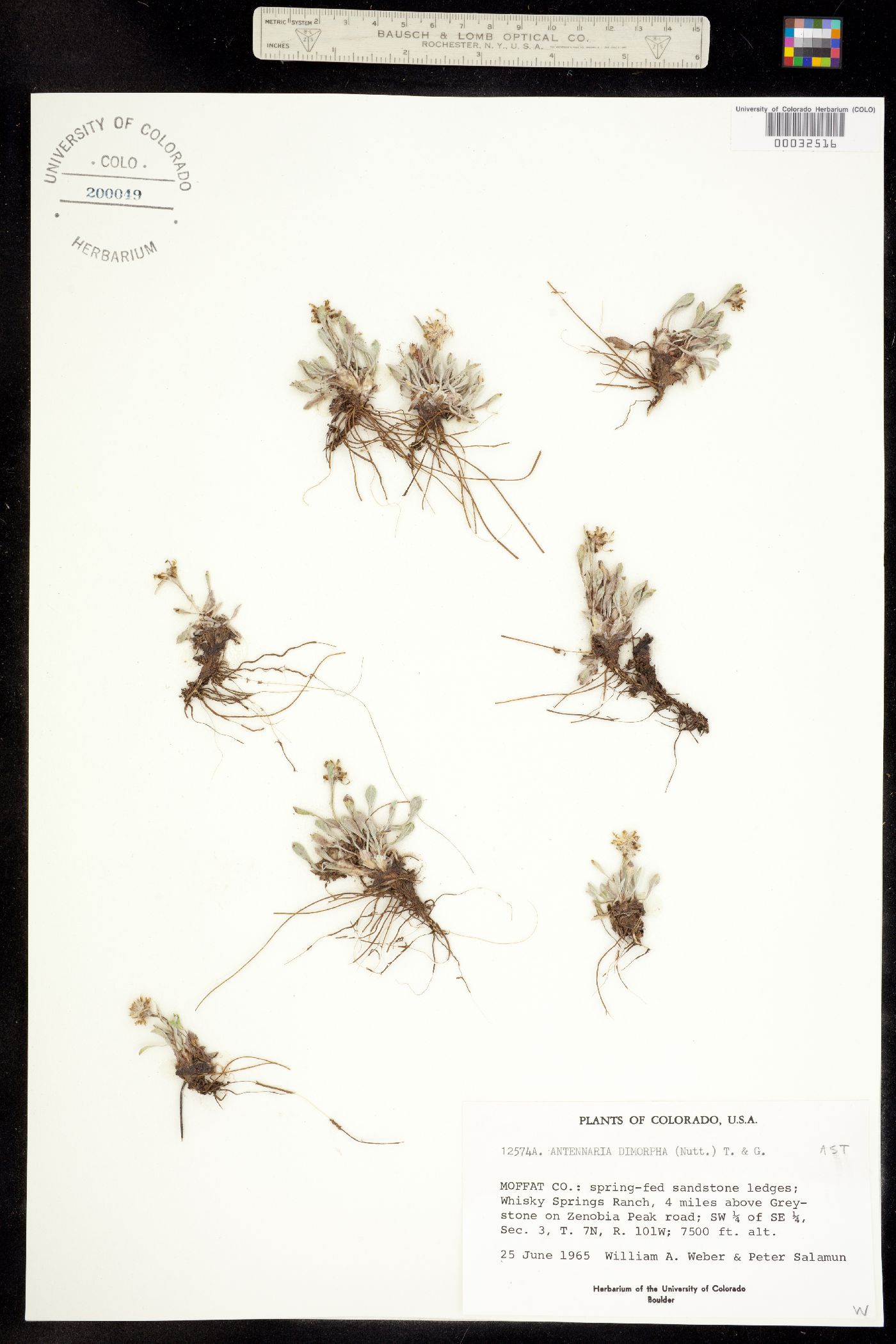 Antennaria dimorpha image