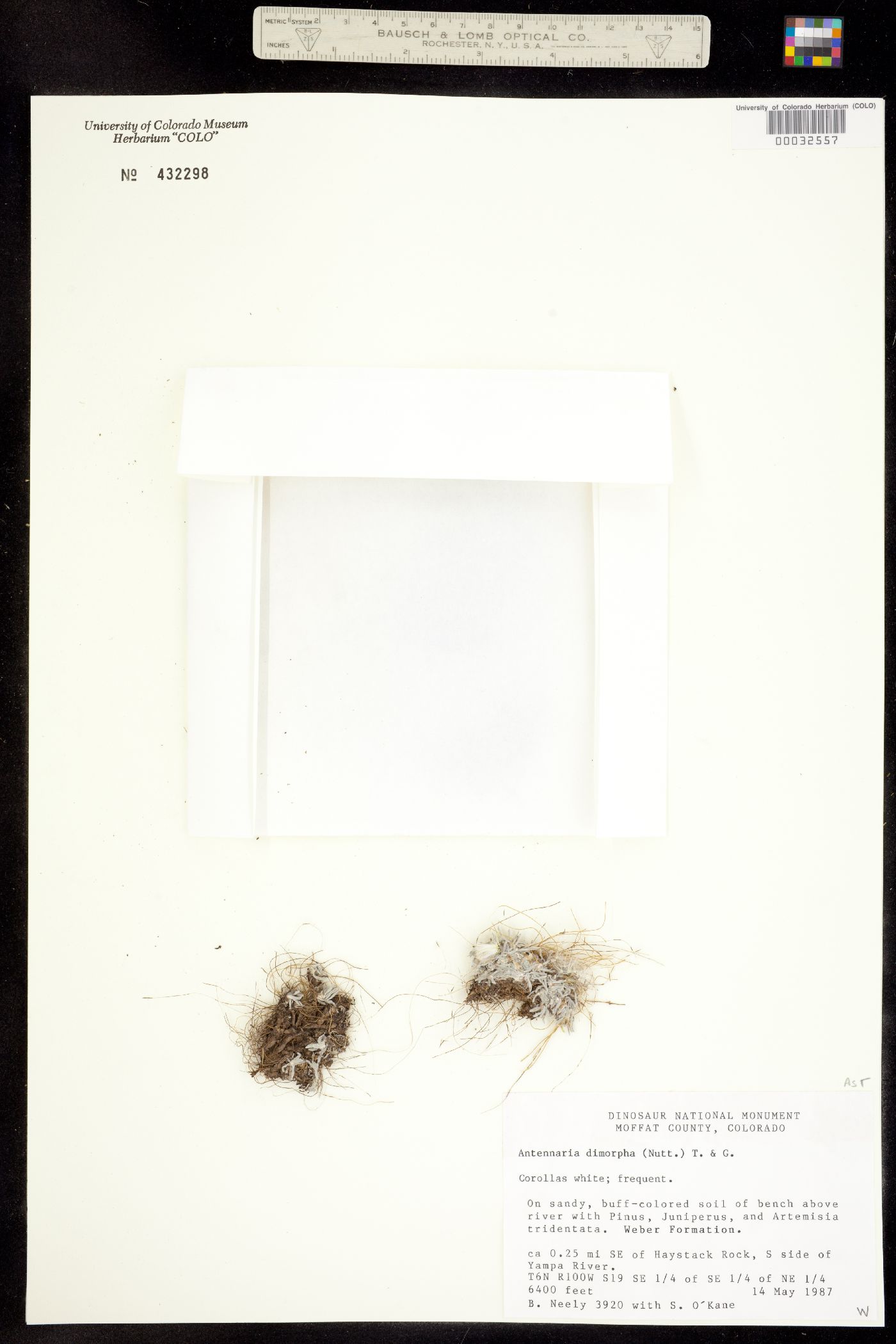 Antennaria dimorpha image