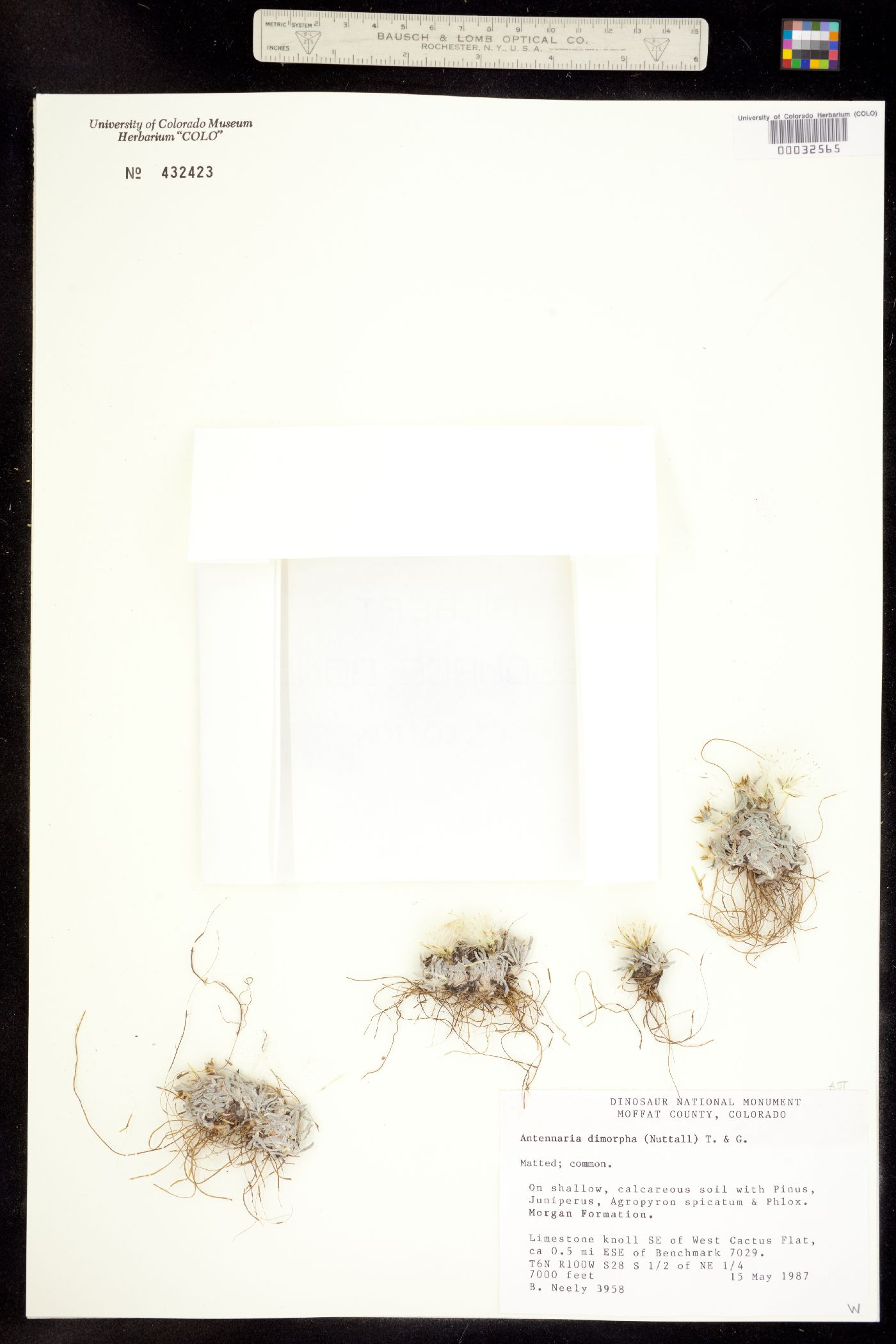Antennaria dimorpha image