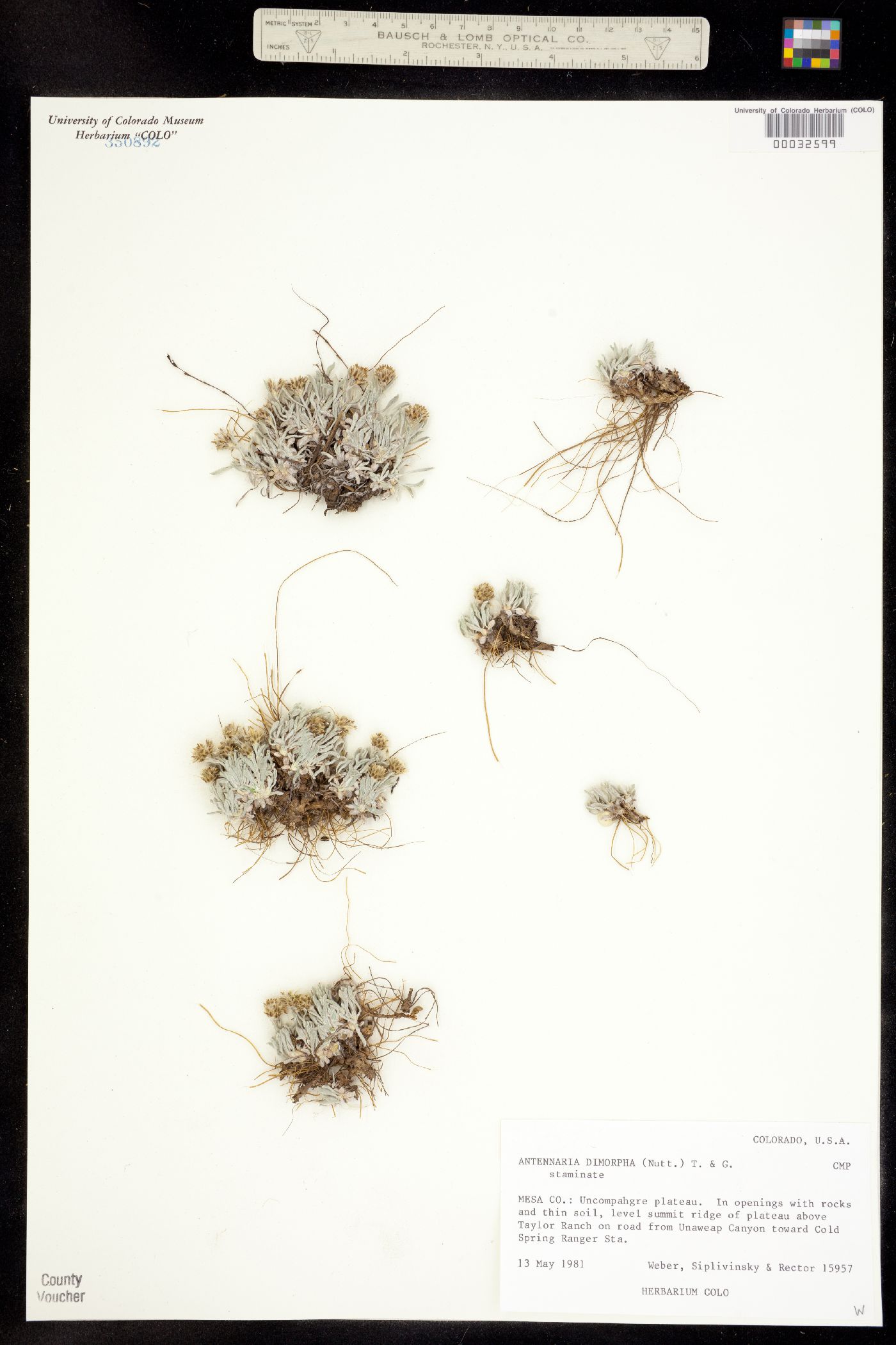 Antennaria dimorpha image