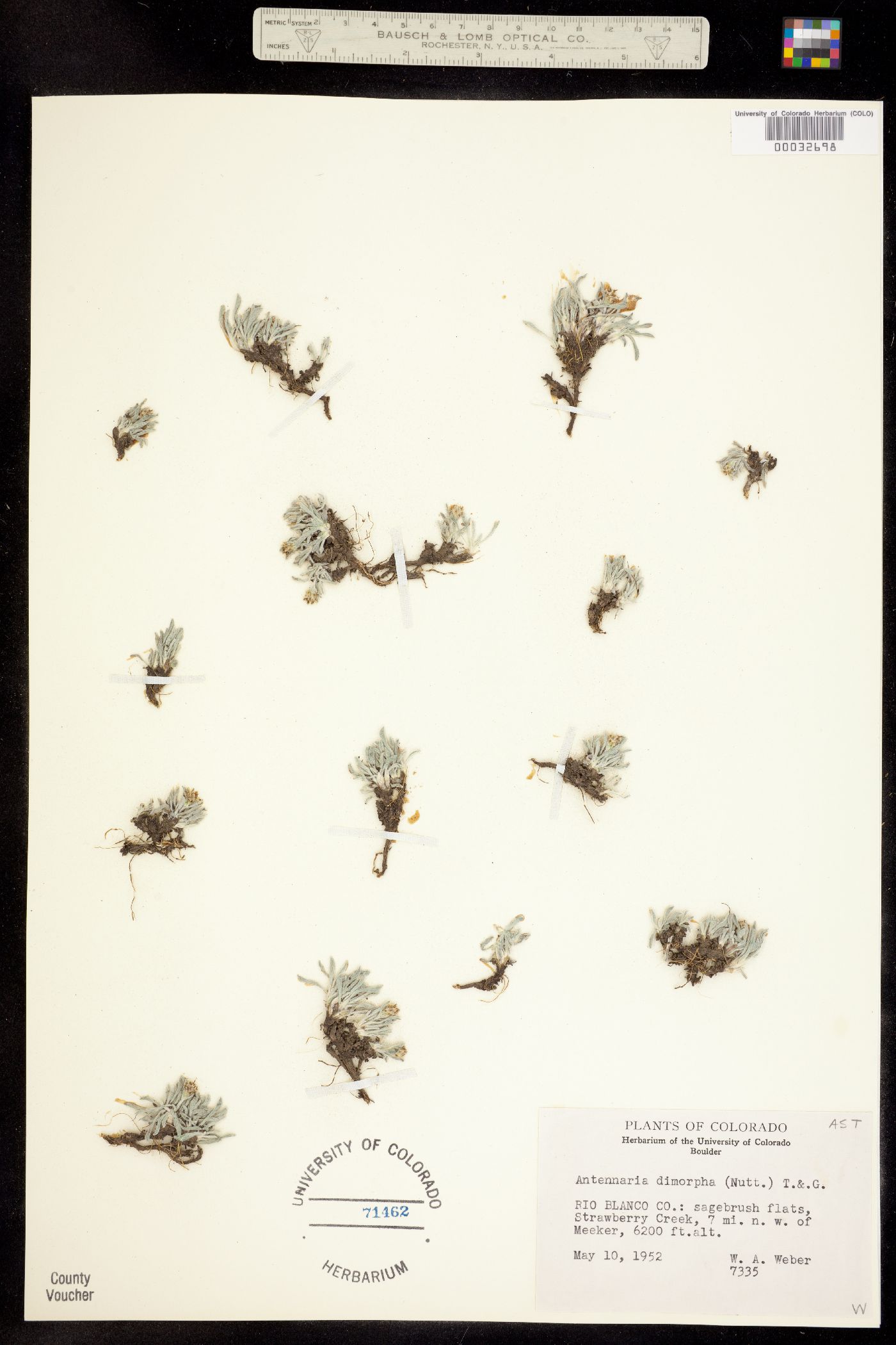 Antennaria dimorpha image