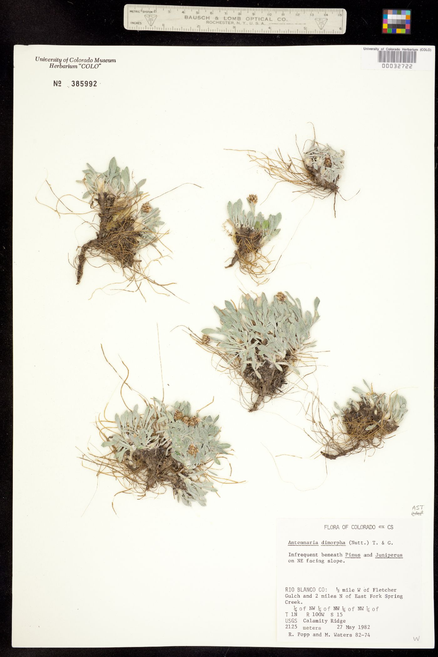 Antennaria dimorpha image