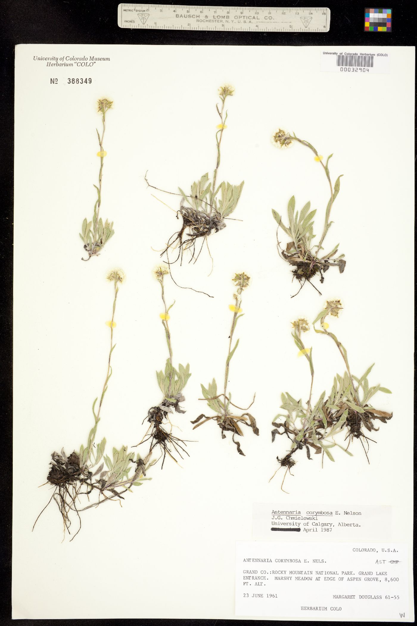 Antennaria corymbosa image