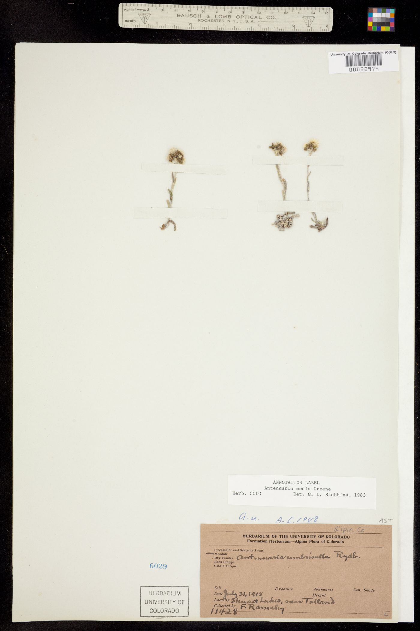 Antennaria media image