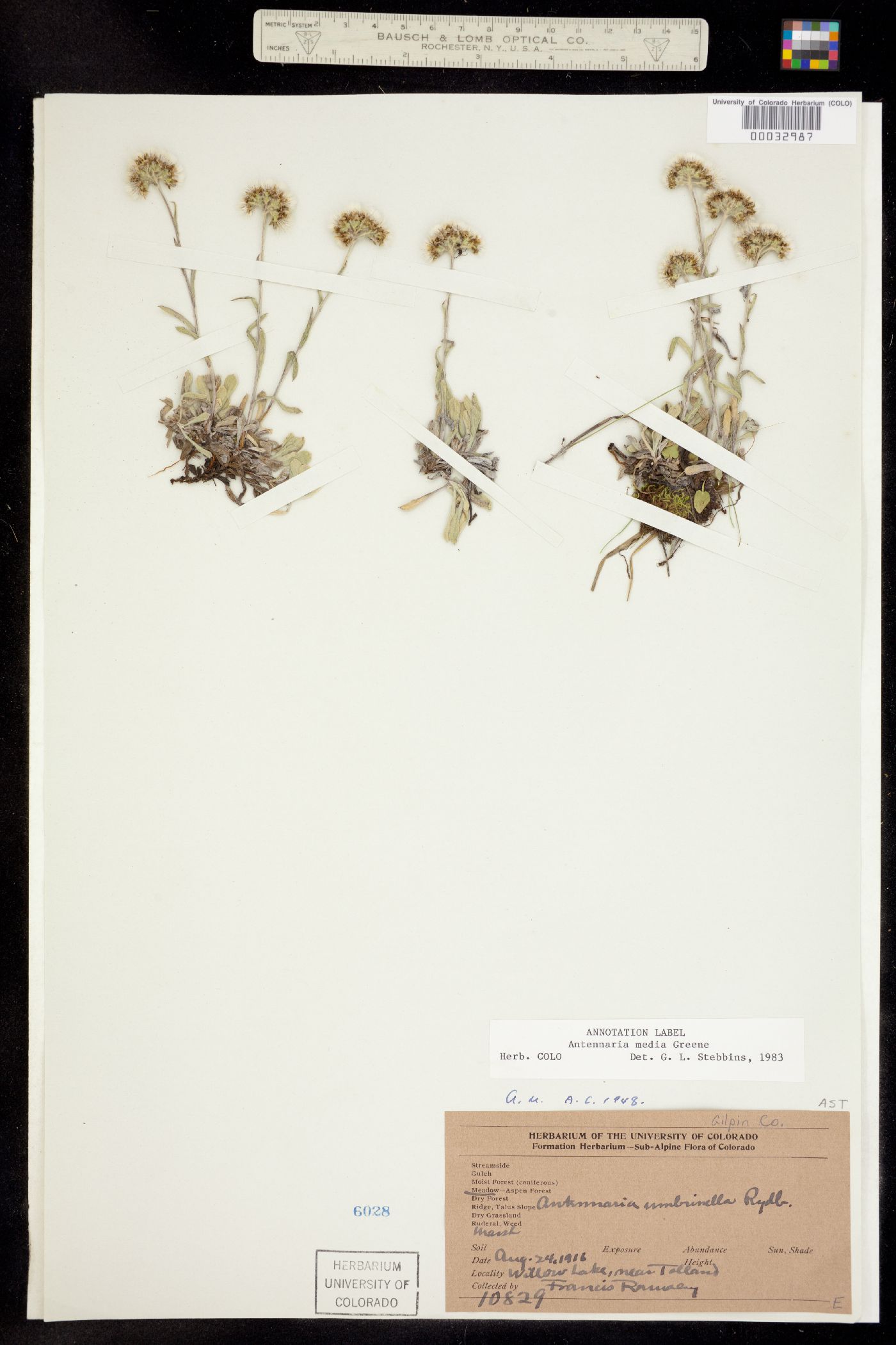 Antennaria media image