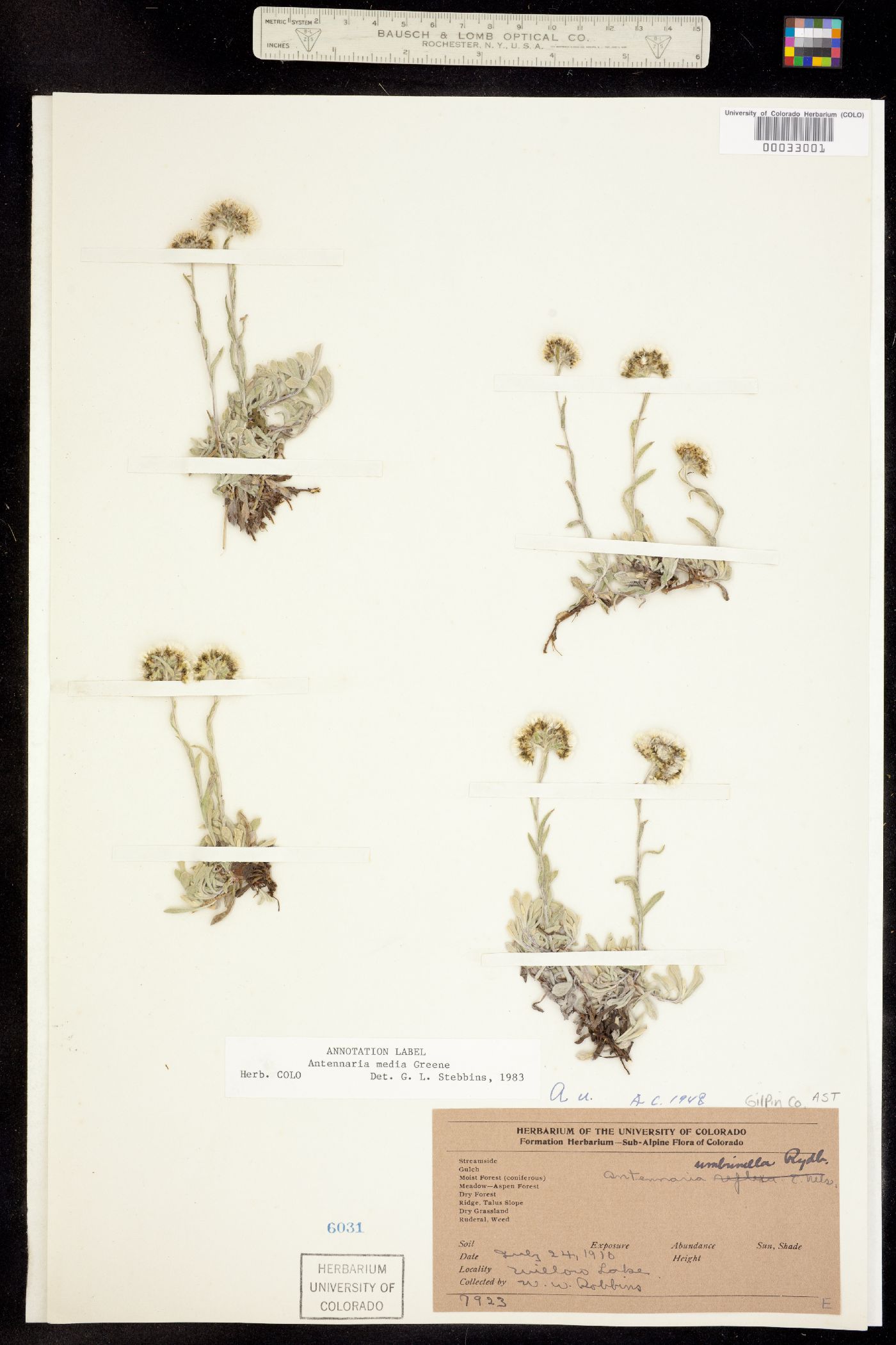 Antennaria media image