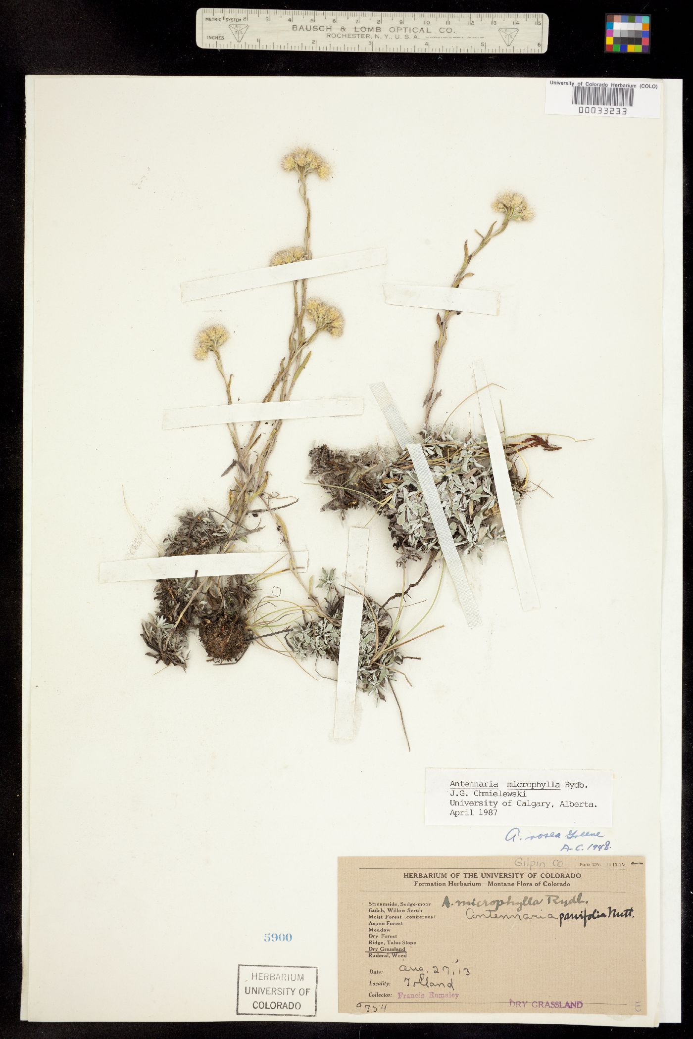 Antennaria microphylla image