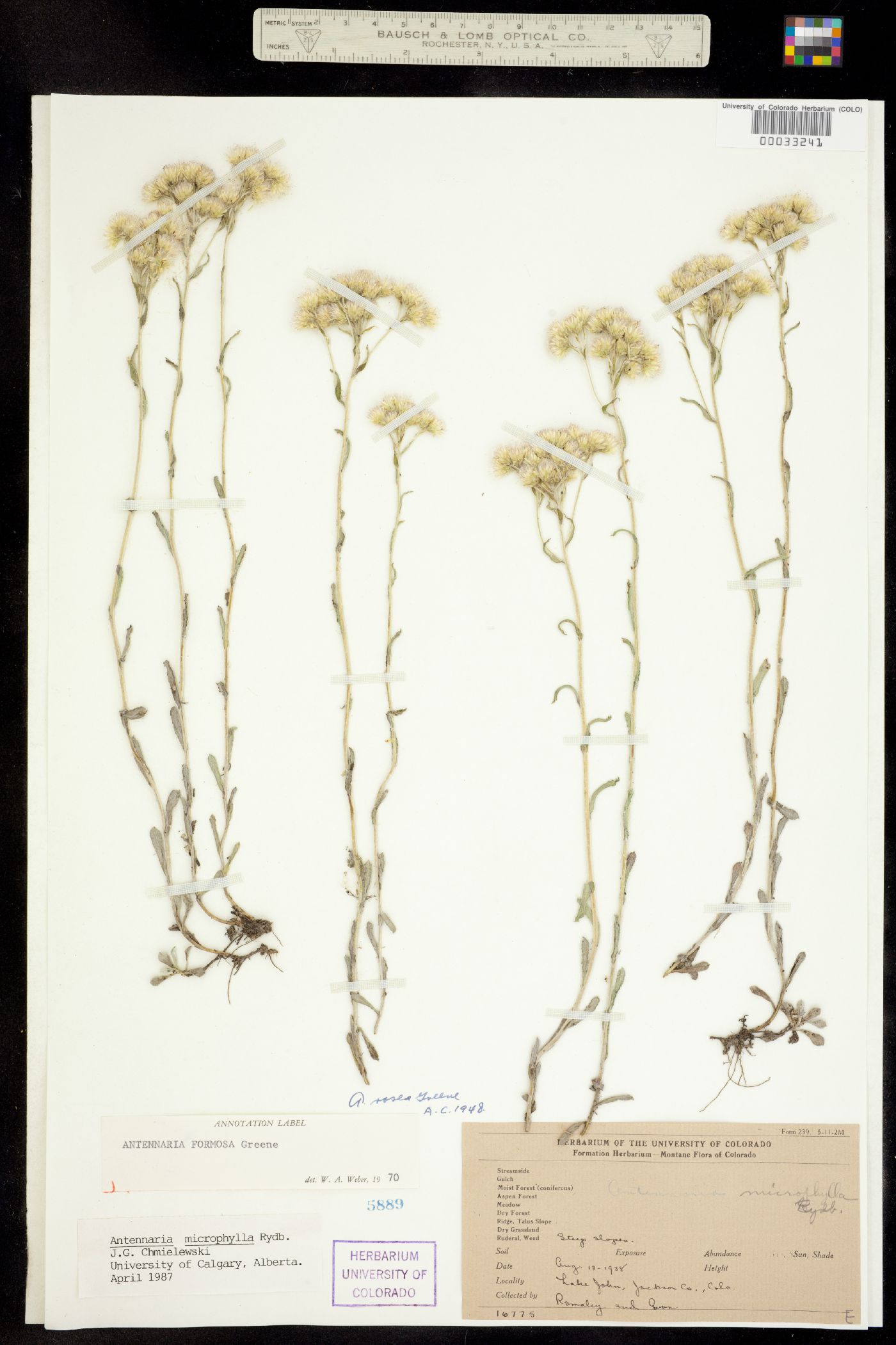 Antennaria microphylla image