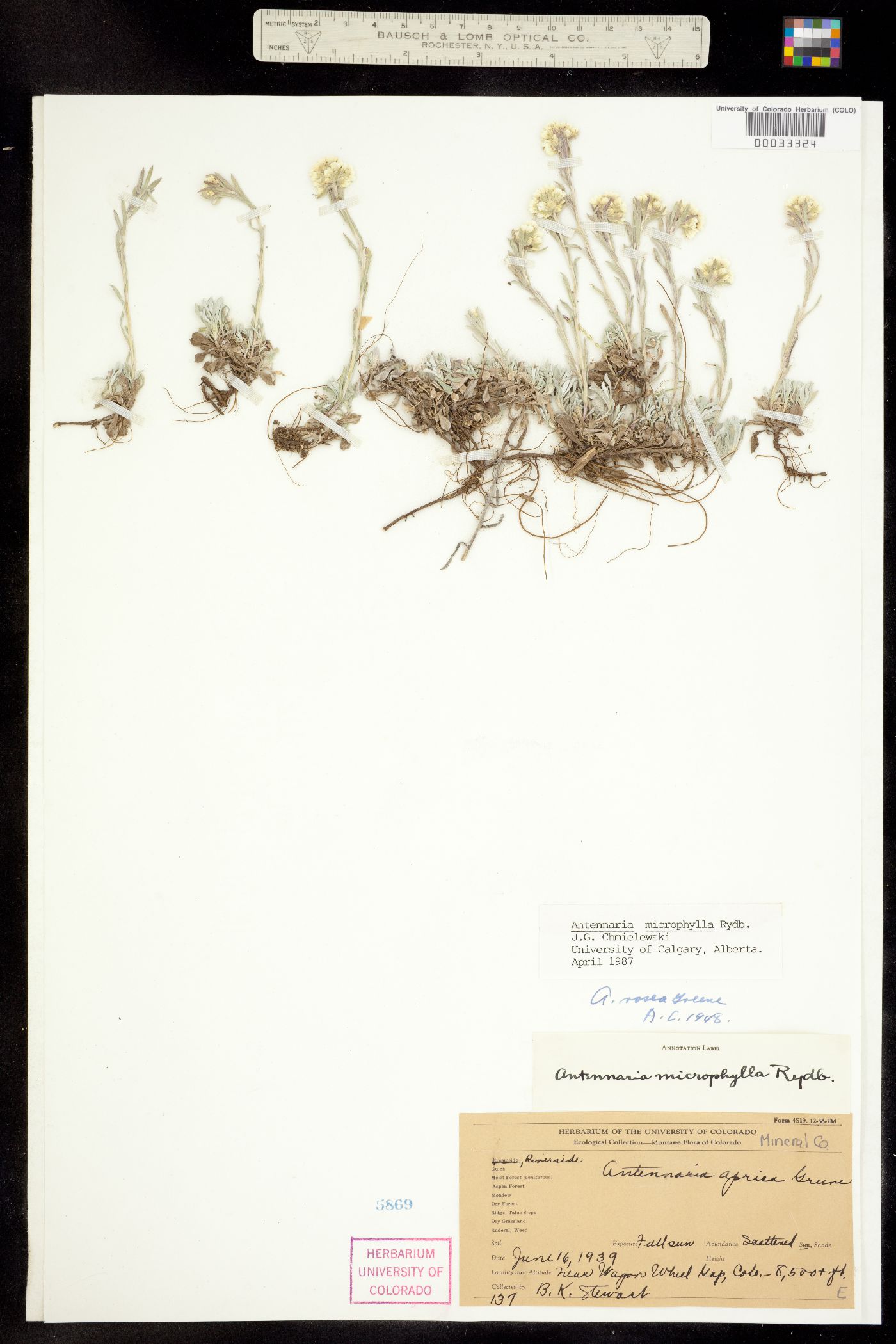 Antennaria microphylla image