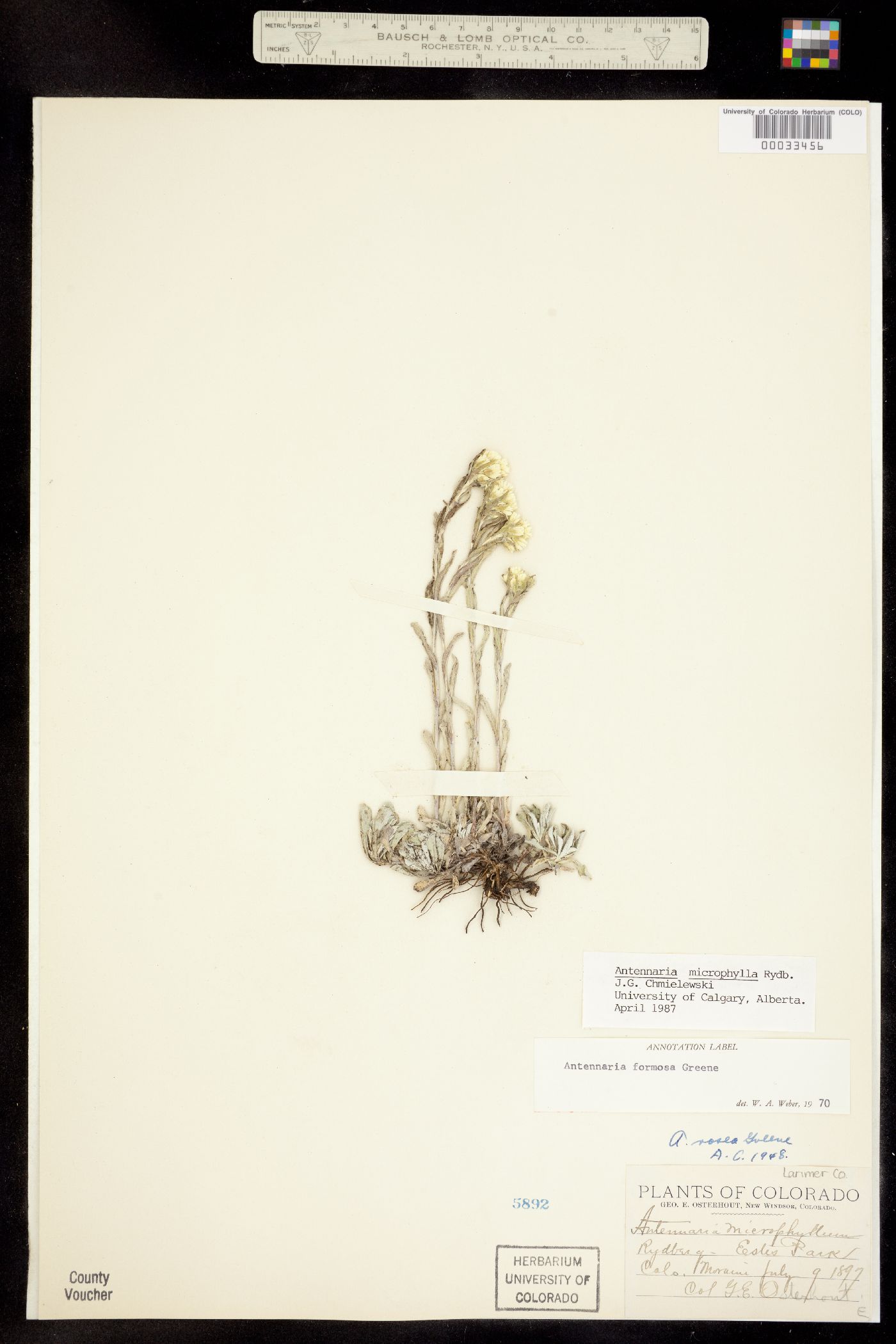 Antennaria image