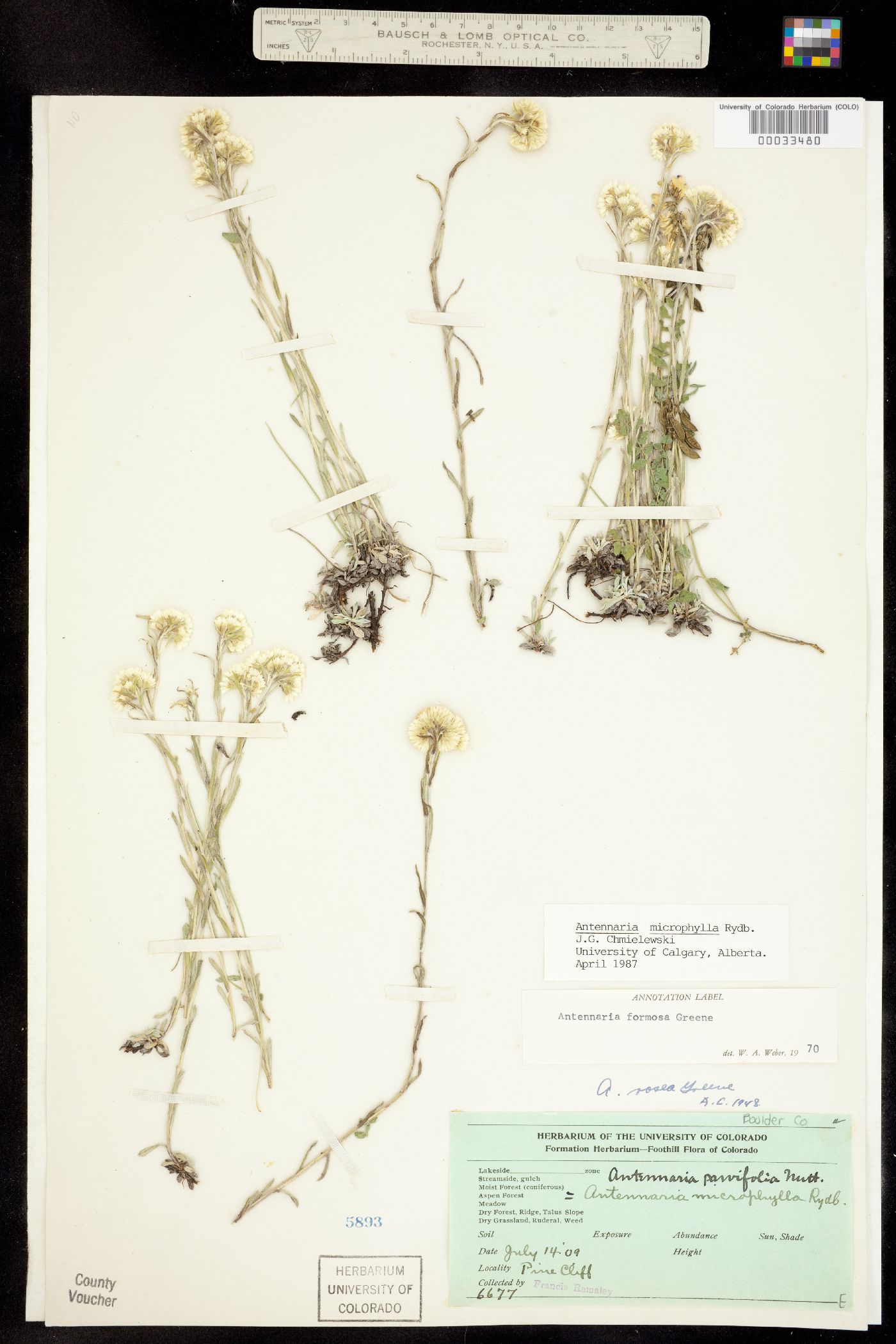 Antennaria microphylla image