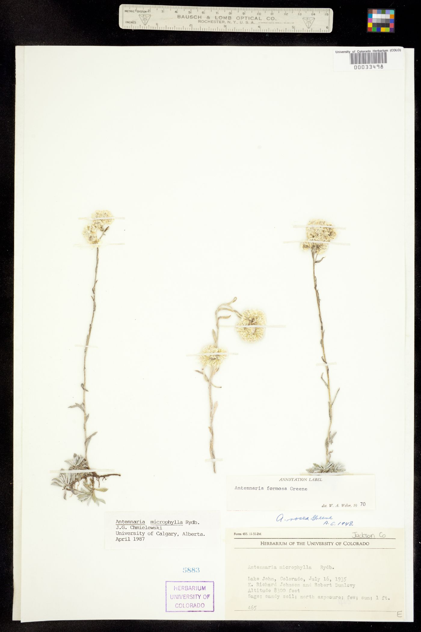 Antennaria microphylla image