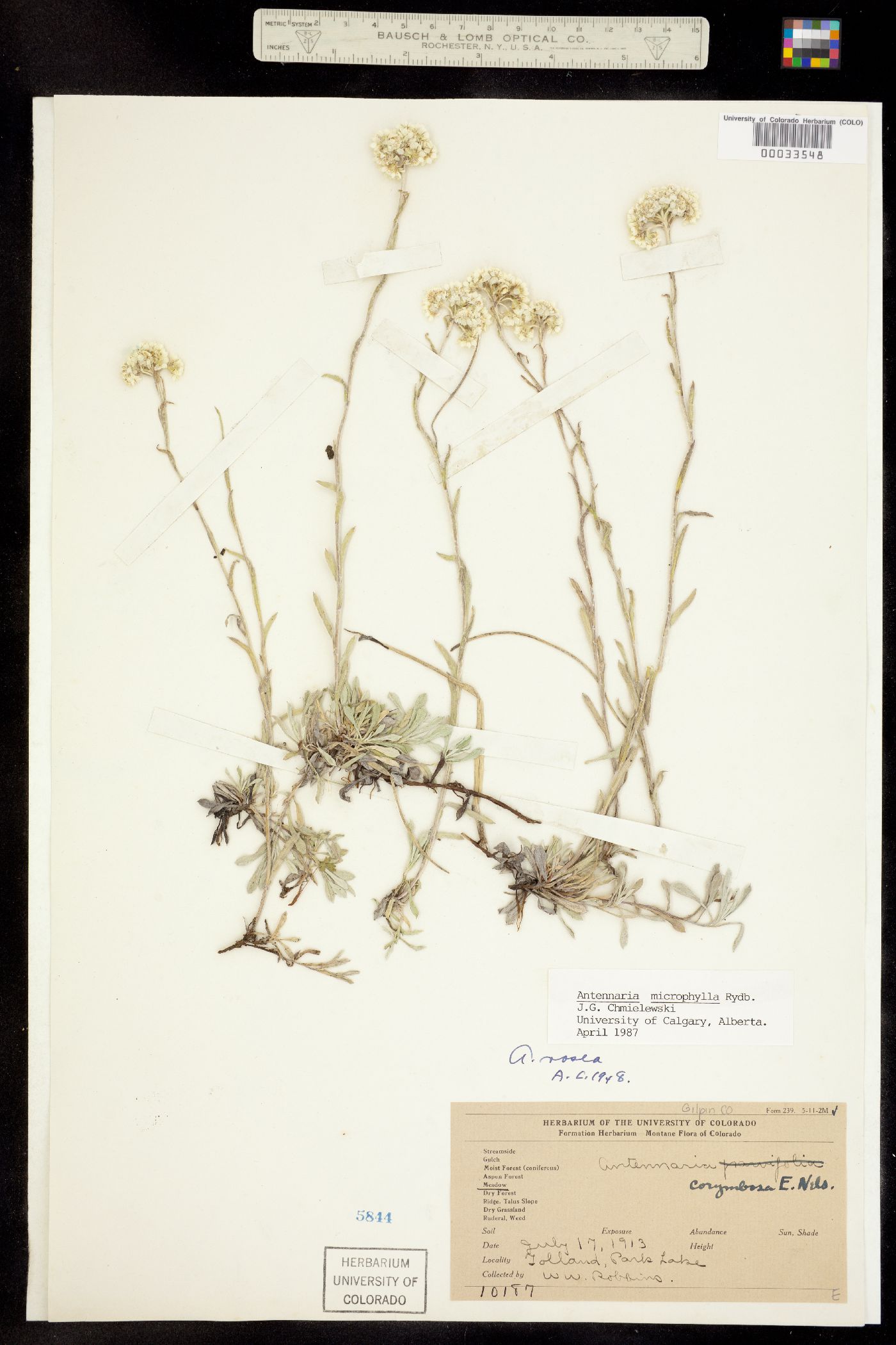 Antennaria microphylla image