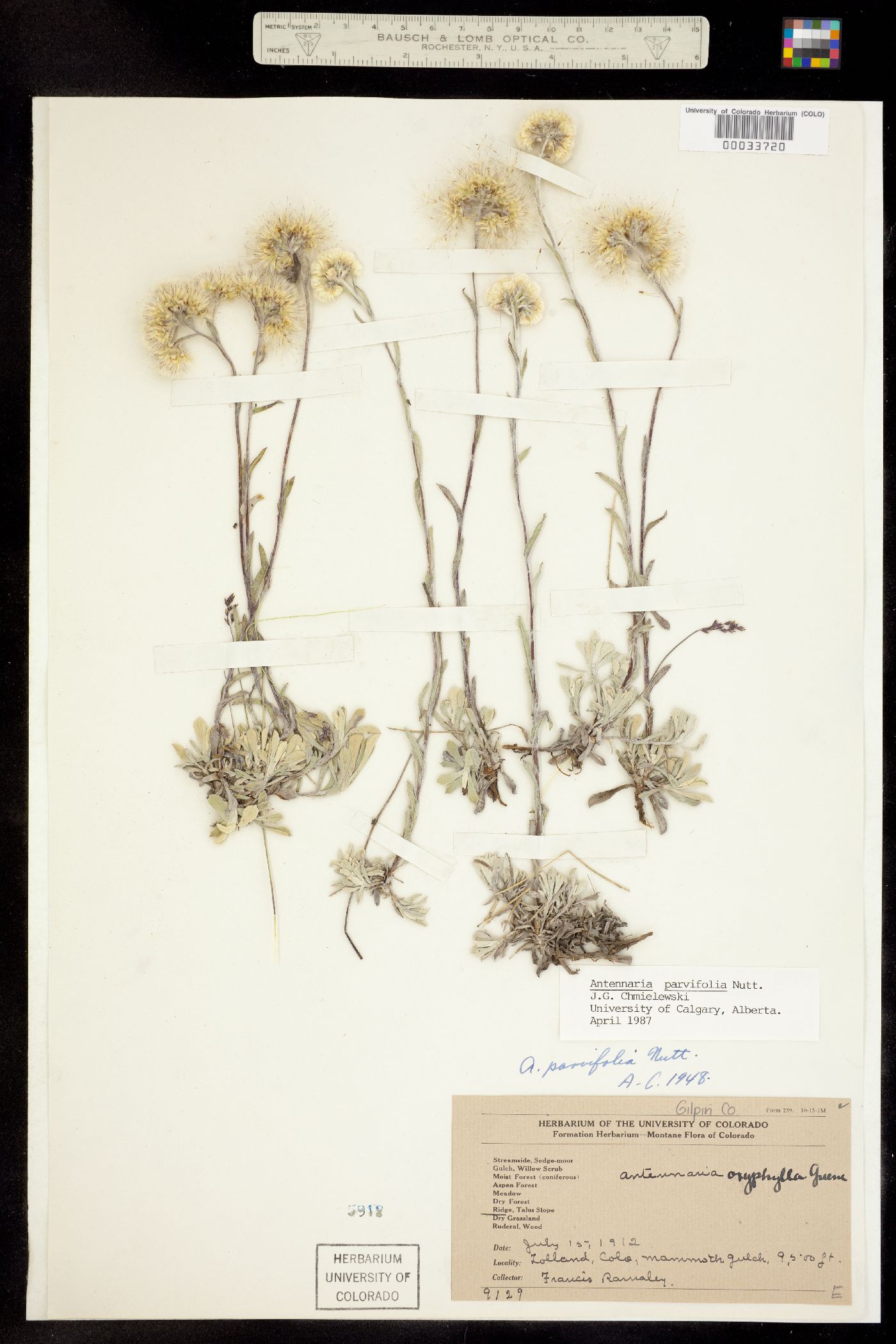Antennaria parvifolia image