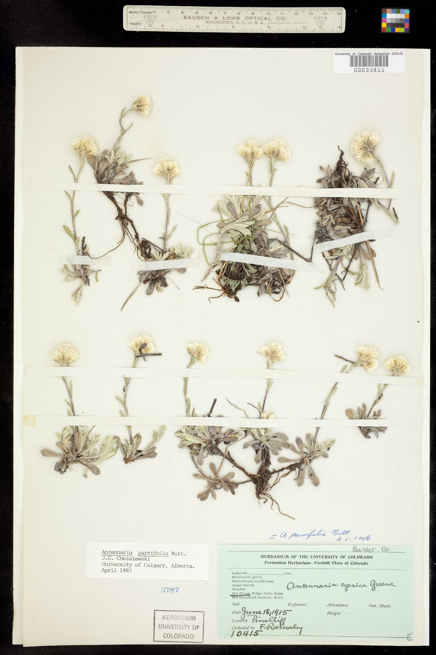Antennaria parvifolia image