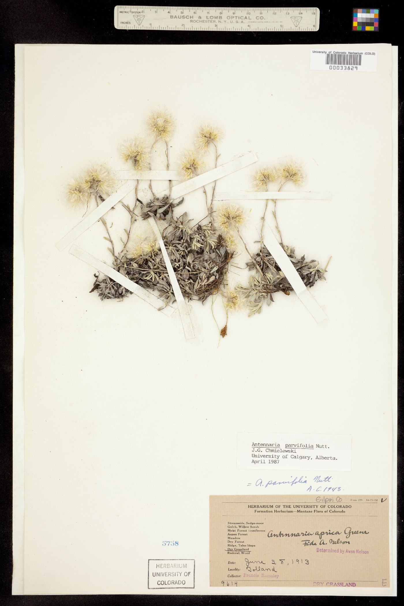 Antennaria parvifolia image