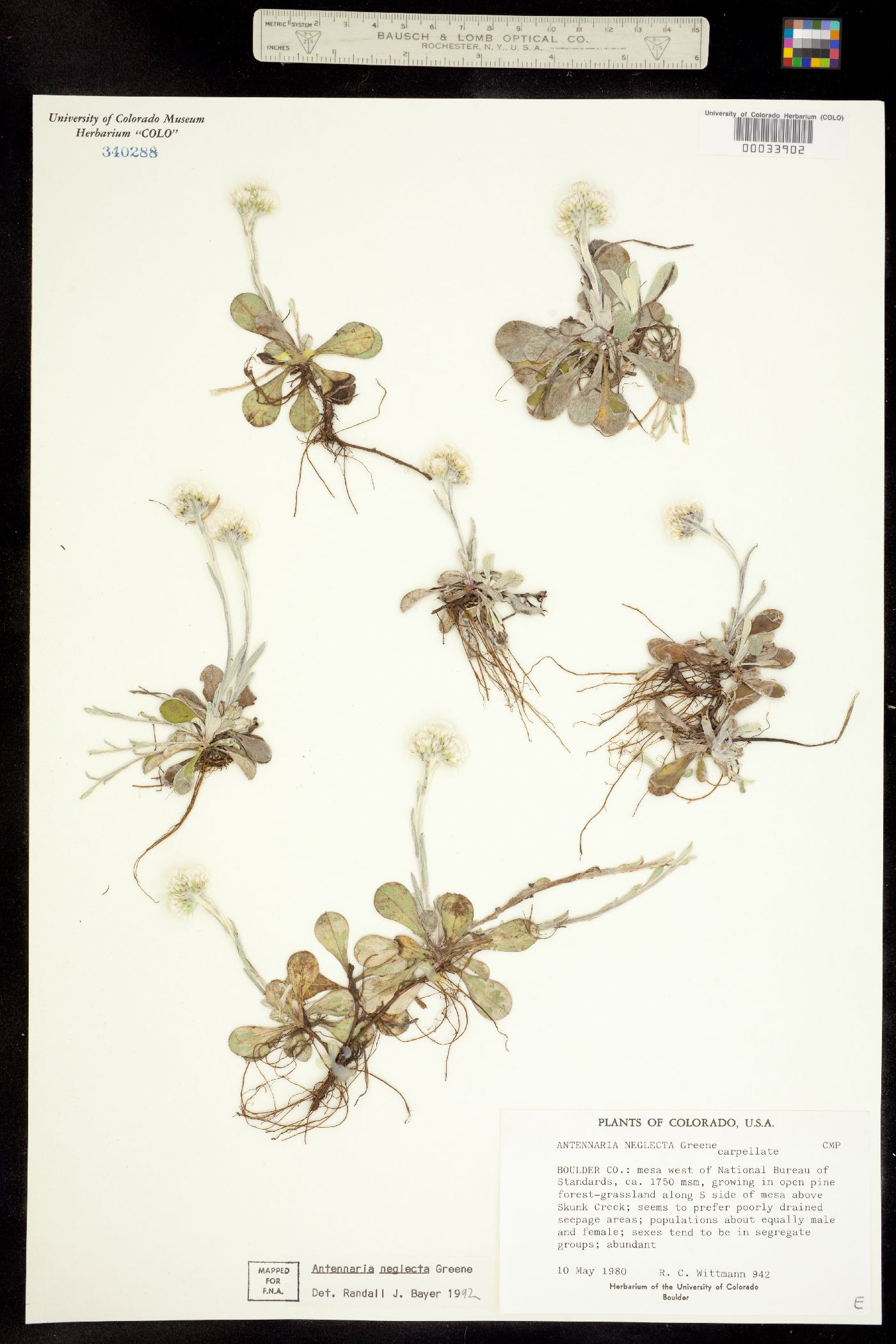 Antennaria neglecta image