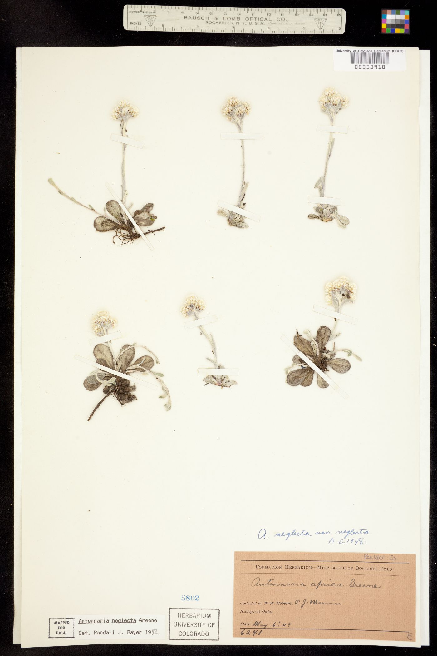 Antennaria neglecta image