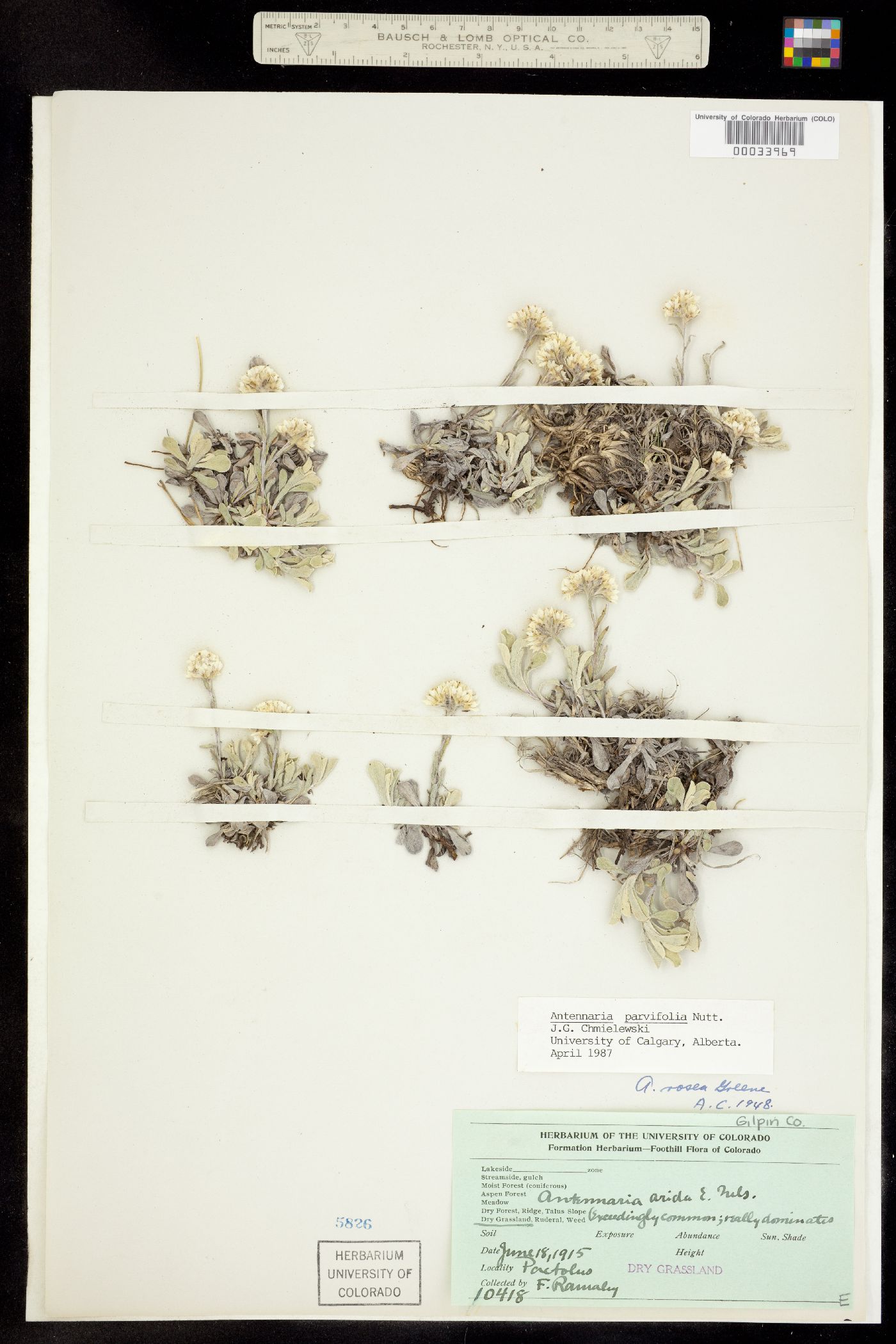 Antennaria parvifolia image