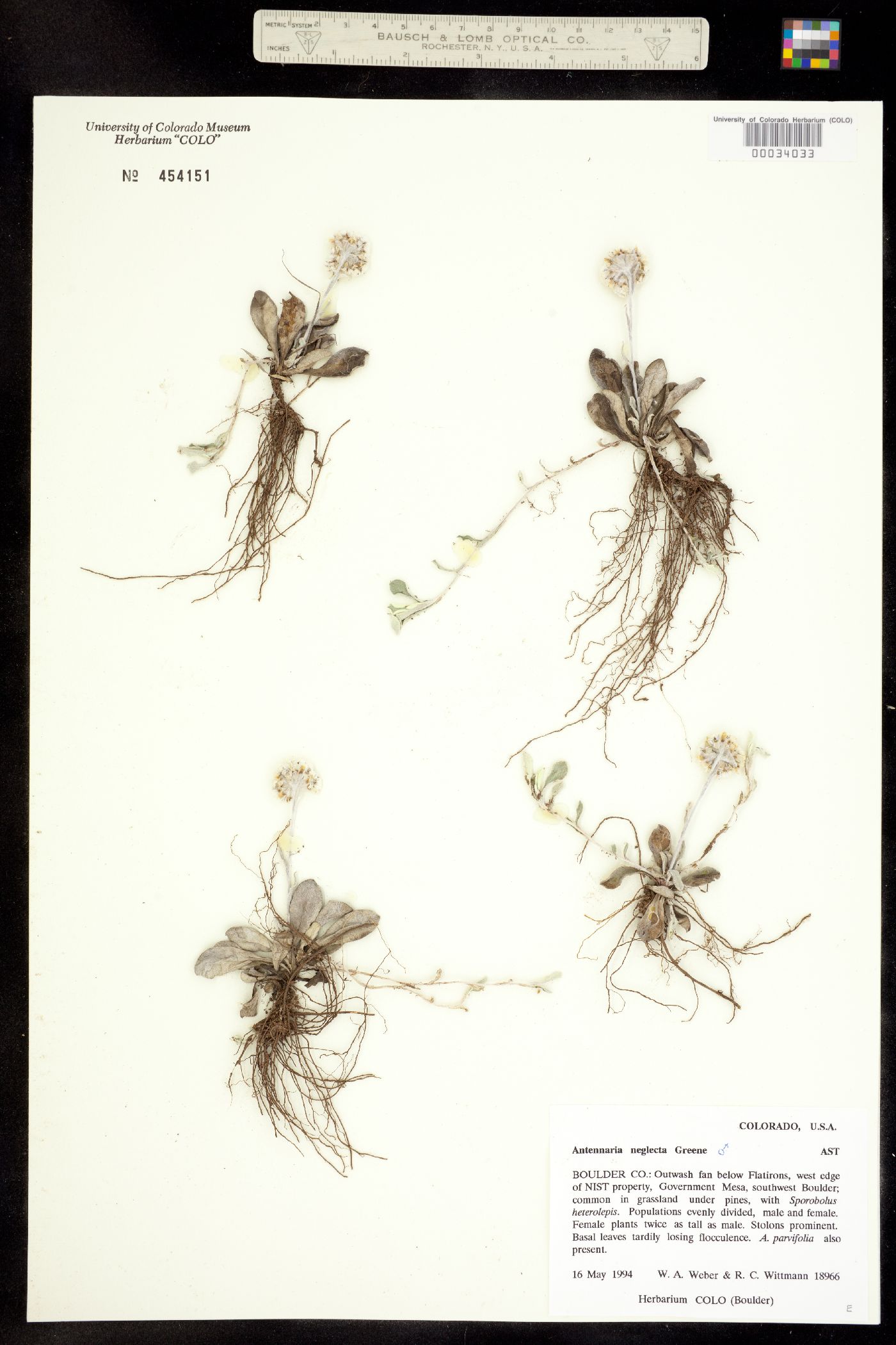 Antennaria neglecta image