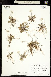Image of Antennaria neglecta