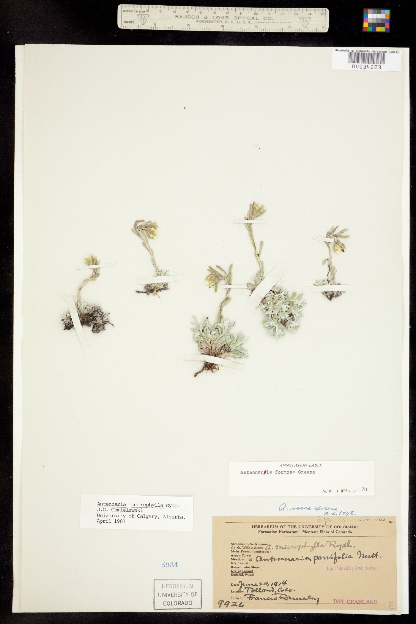Antennaria image