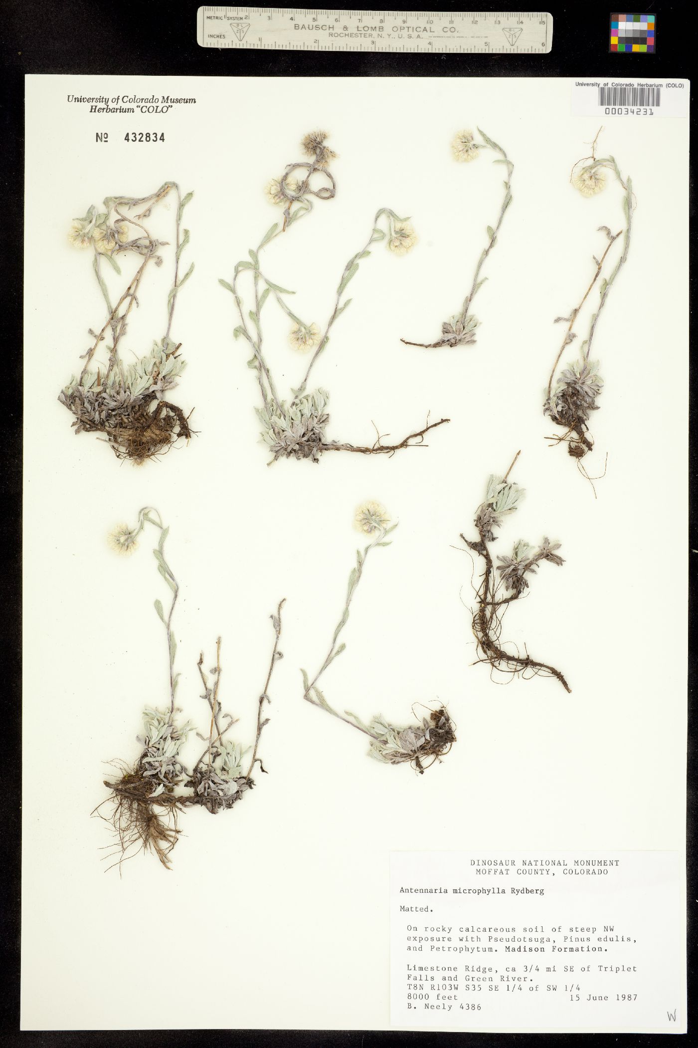 Antennaria microphylla image