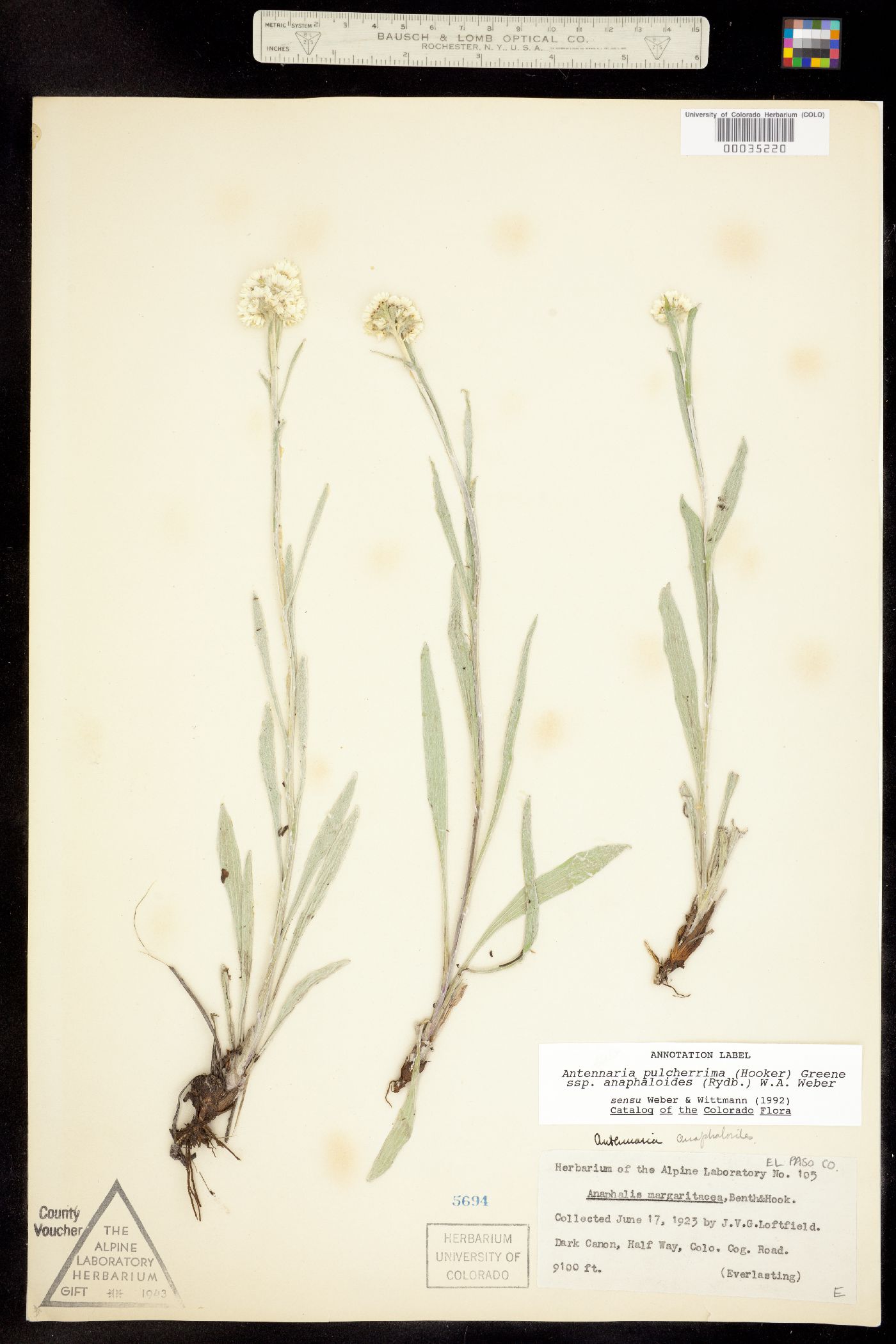 Antennaria pulcherrima subsp. anaphaloides image