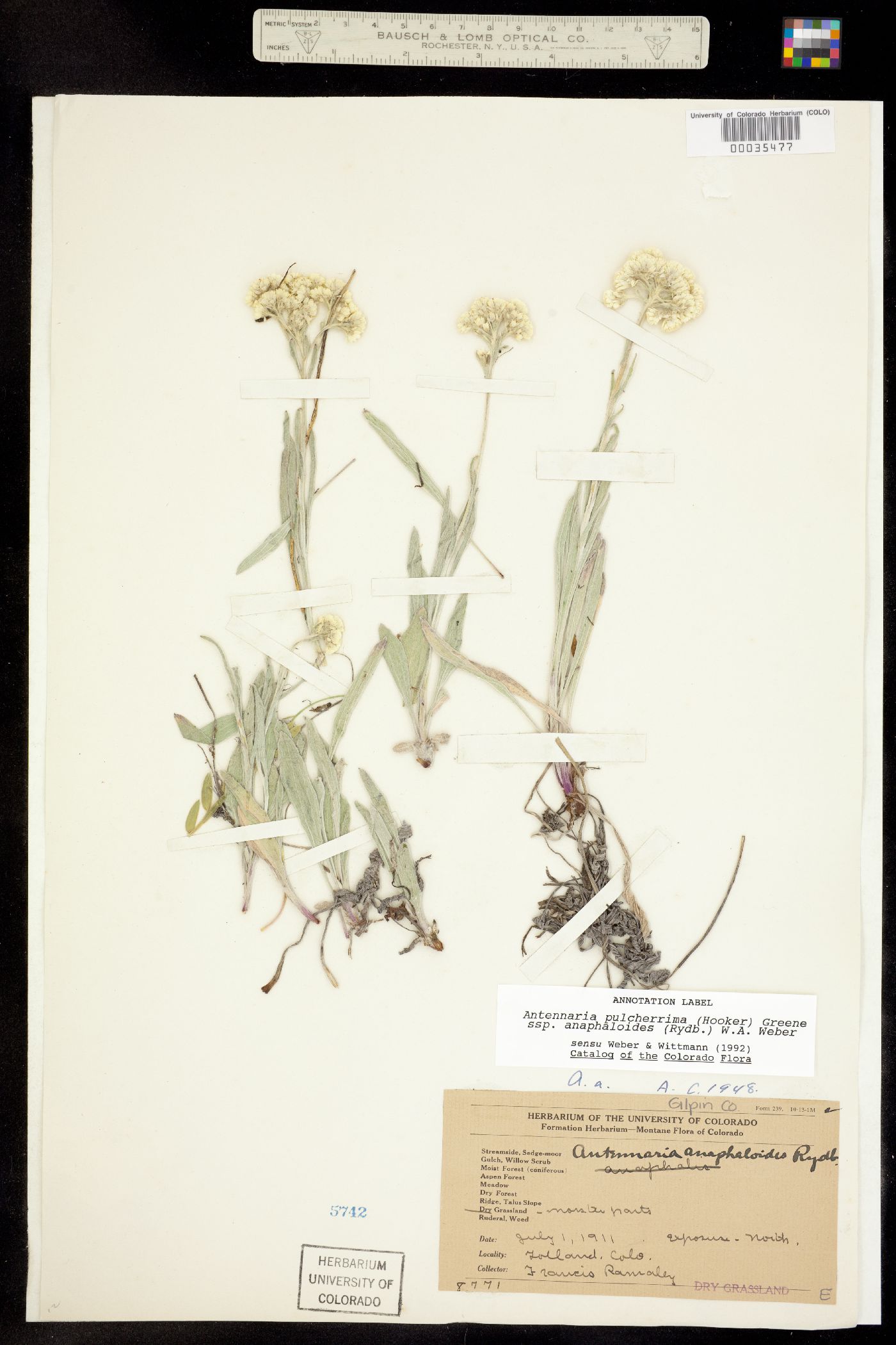 Antennaria pulcherrima image