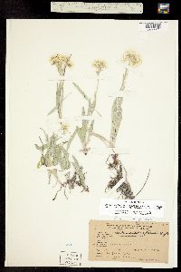 Antennaria pulcherrima subsp. anaphaloides image