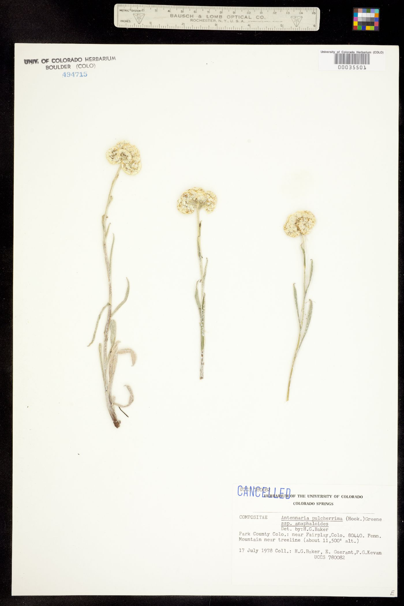 Antennaria image