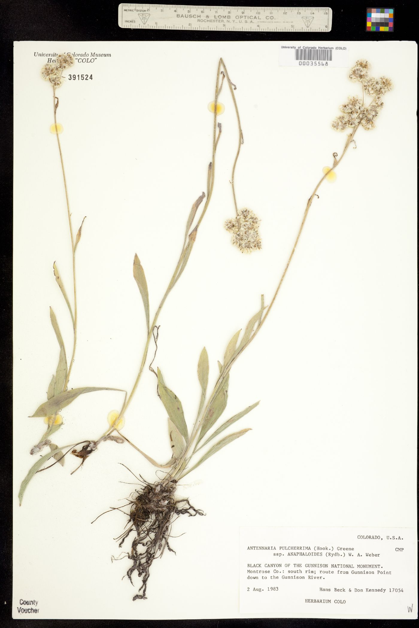 Antennaria pulcherrima subsp. anaphaloides image