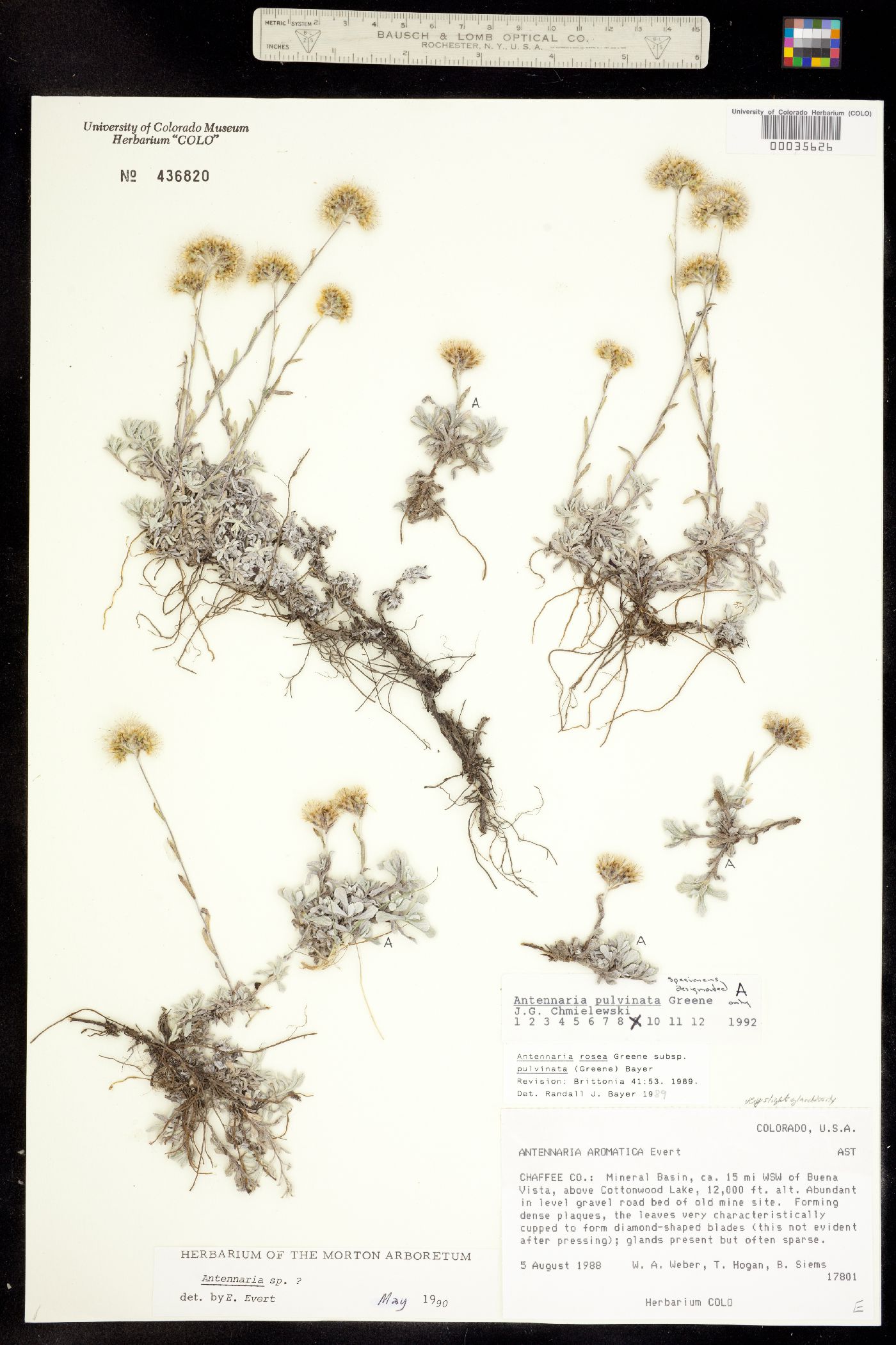 Antennaria rosea ssp. pulvinata image