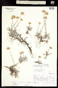Antennaria rosea ssp. pulvinata image