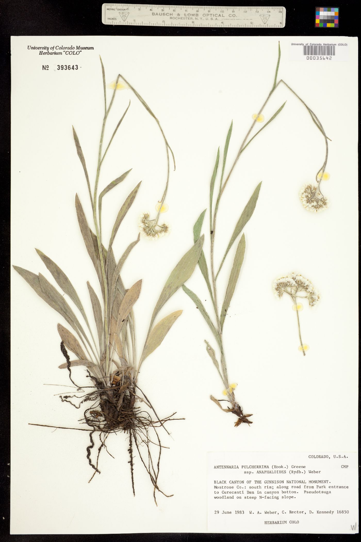 Antennaria pulcherrima image