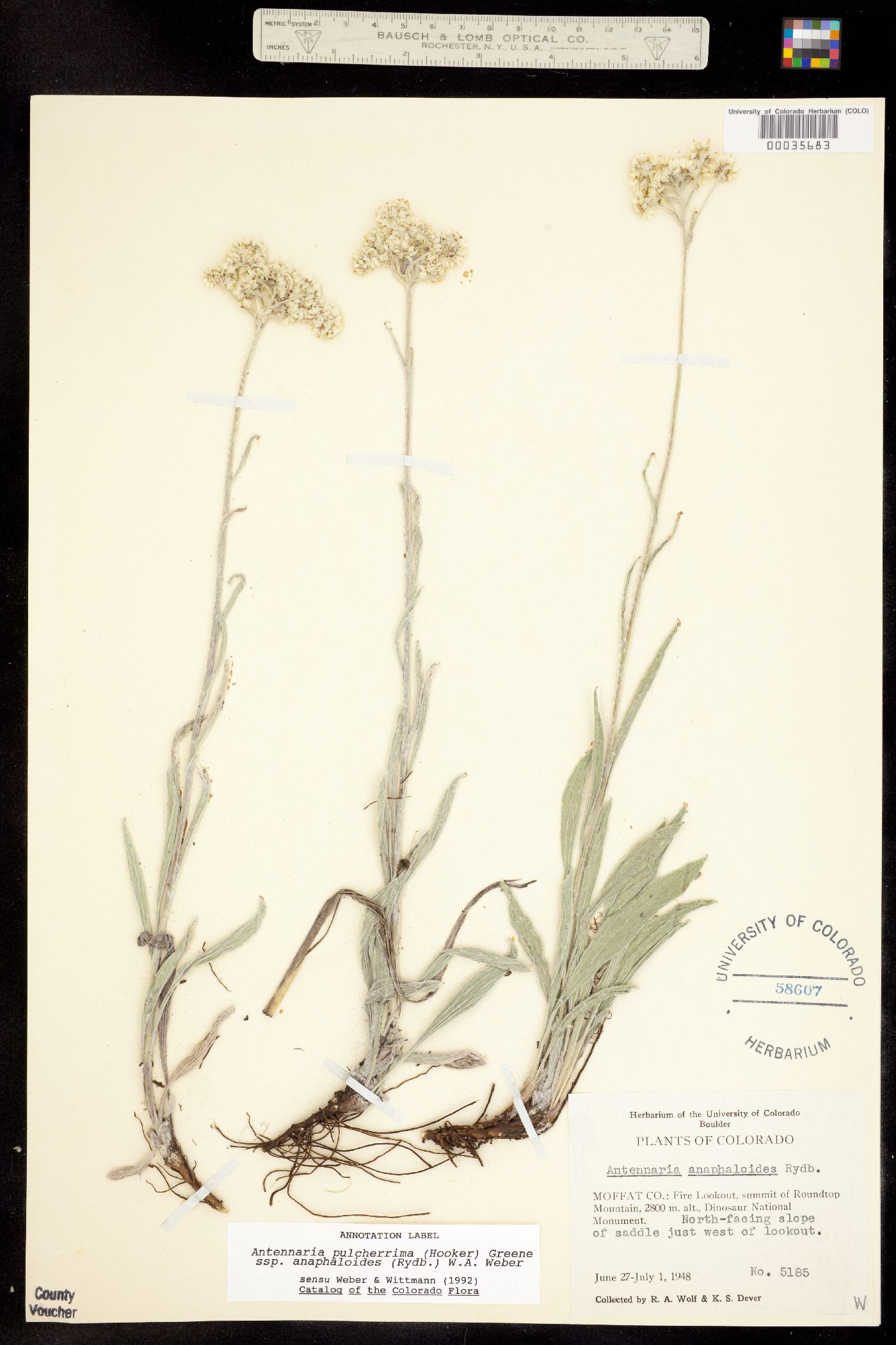 Antennaria pulcherrima image