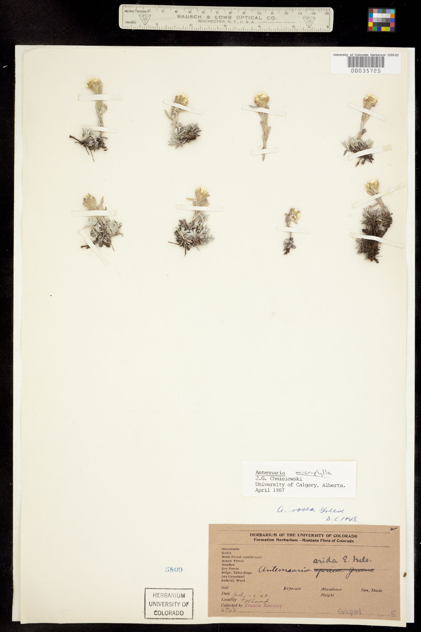 Antennaria image