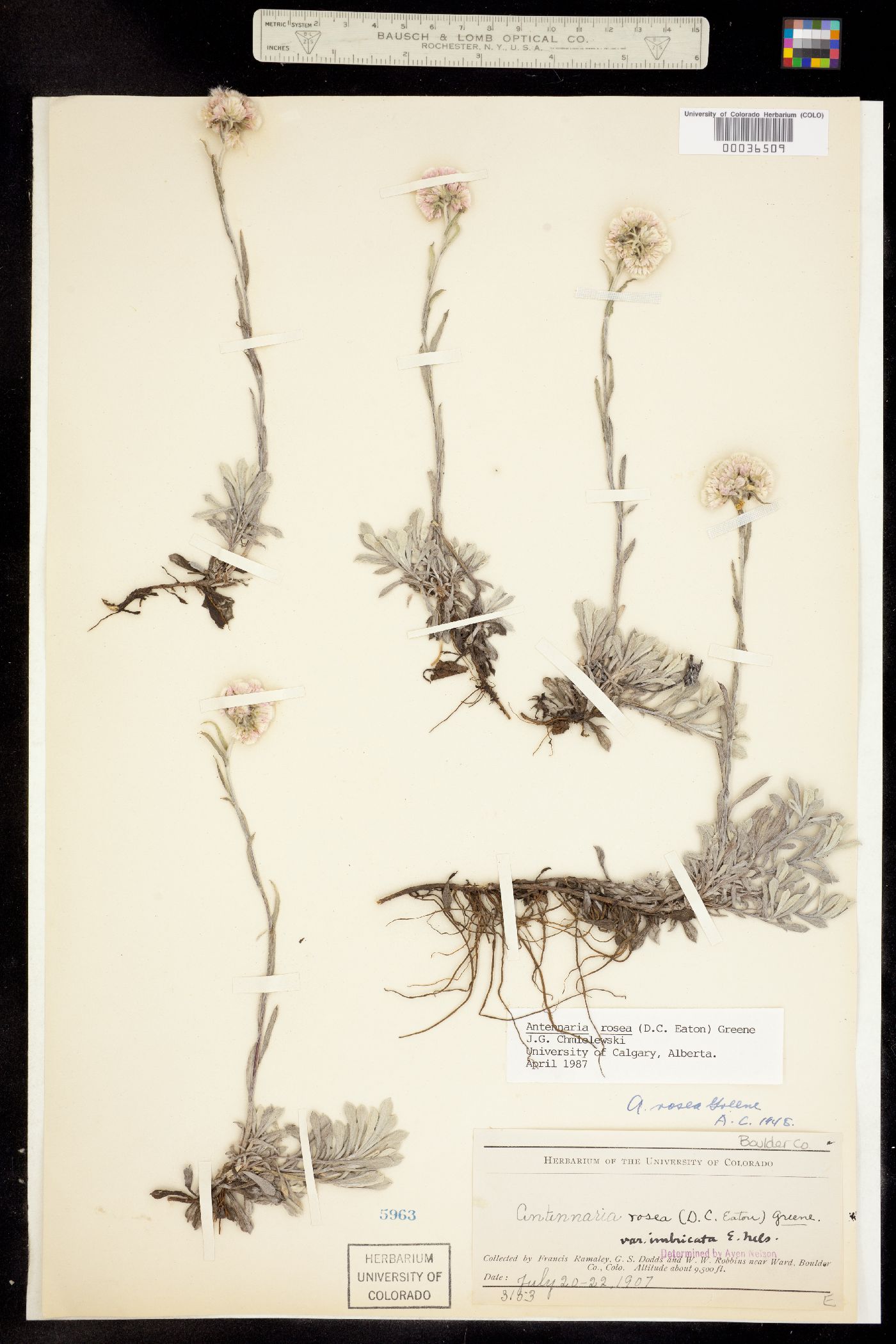 Antennaria rosea image