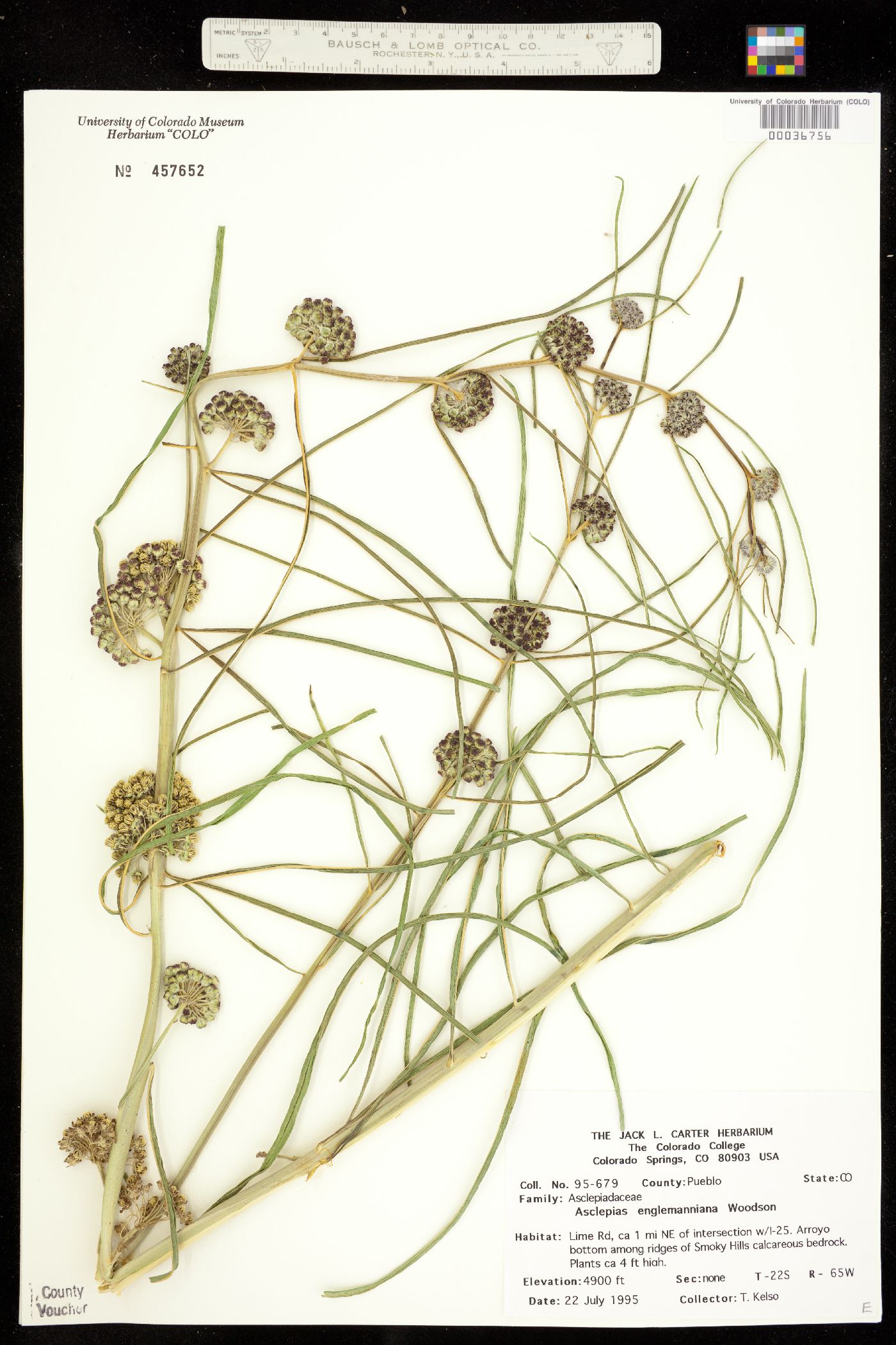 Asclepias engelmanniana image