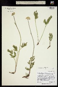 Ligusticum tenuifolium image