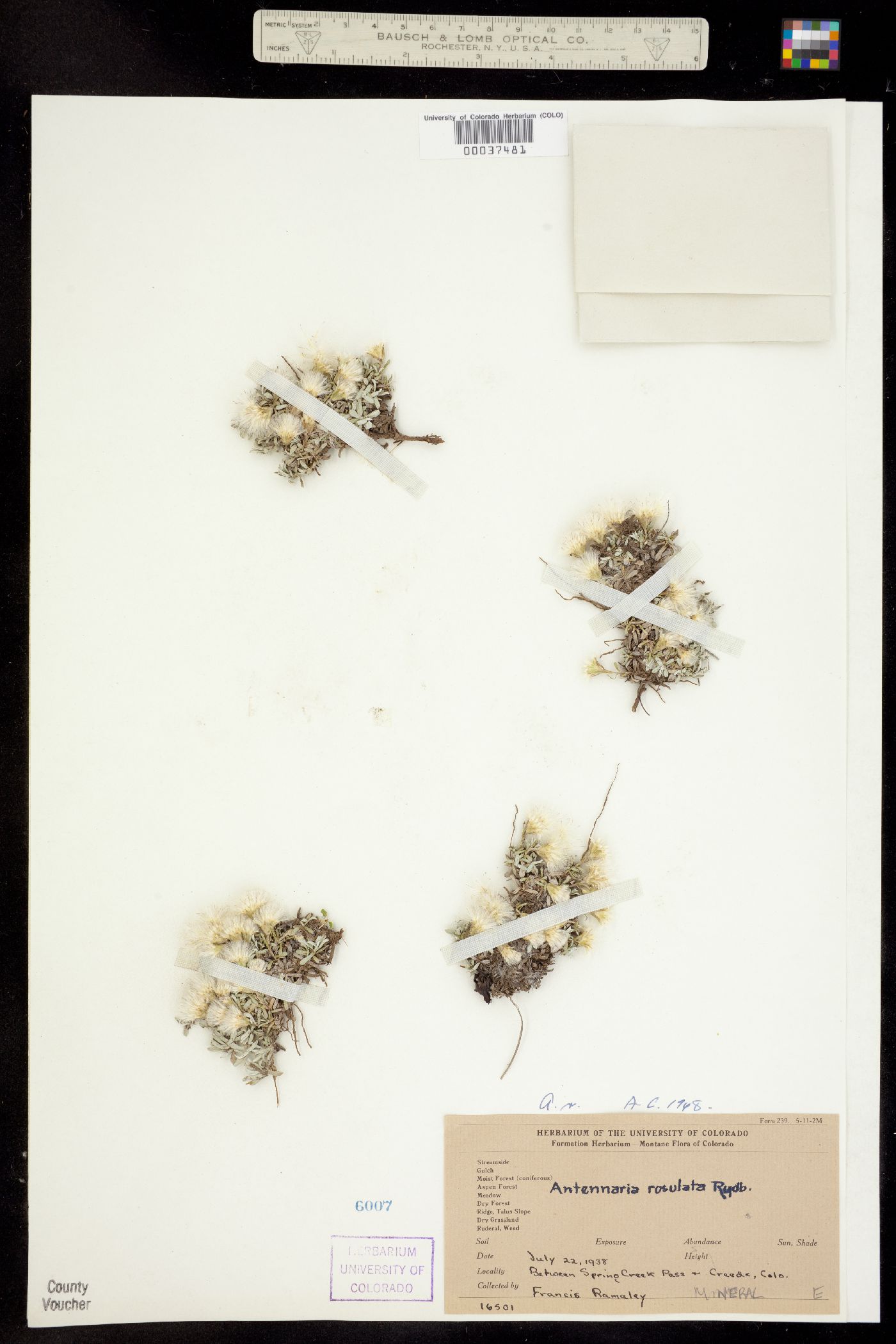 Antennaria rosulata image