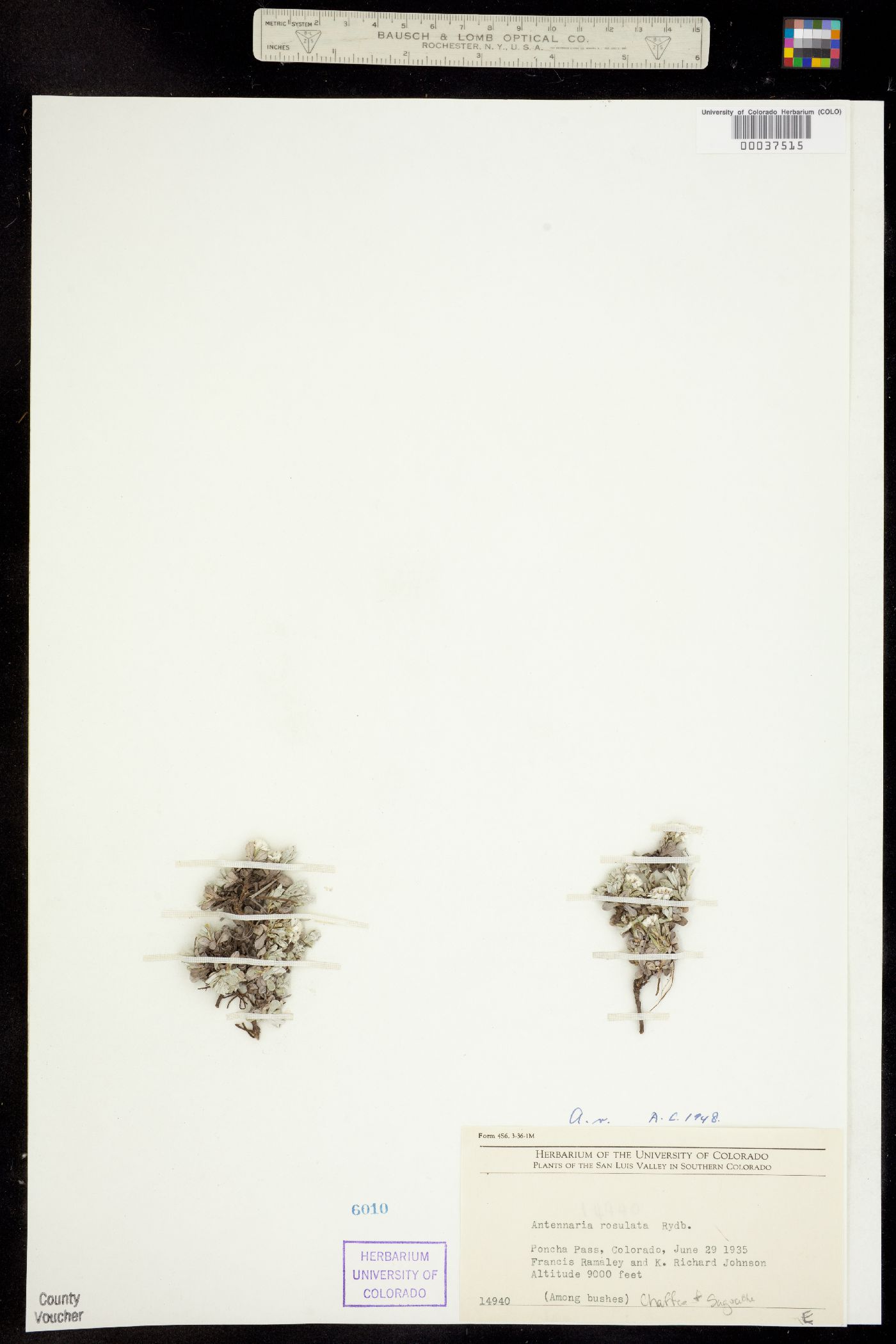 Antennaria rosulata image