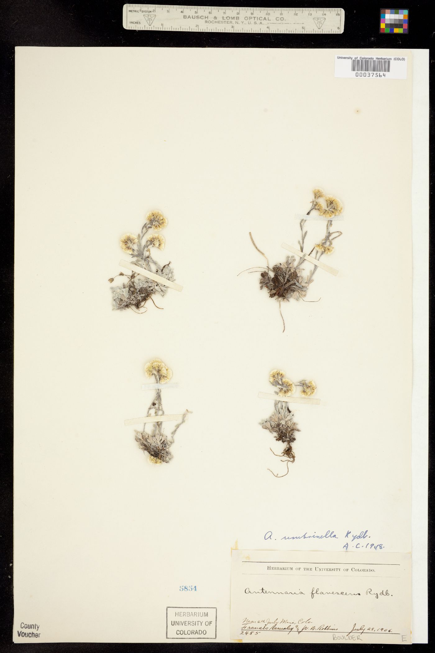 Antennaria umbrinella image